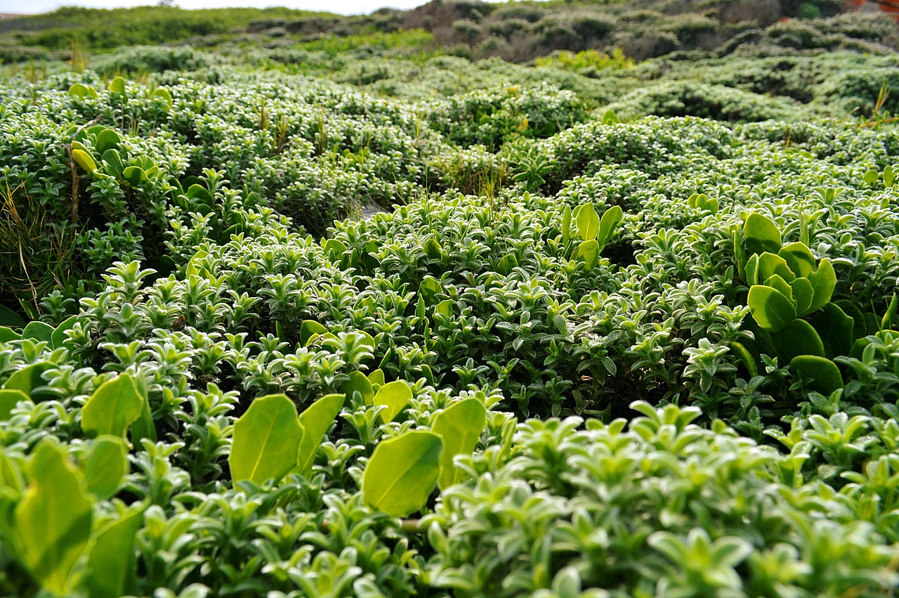 shrub seaside green free photo