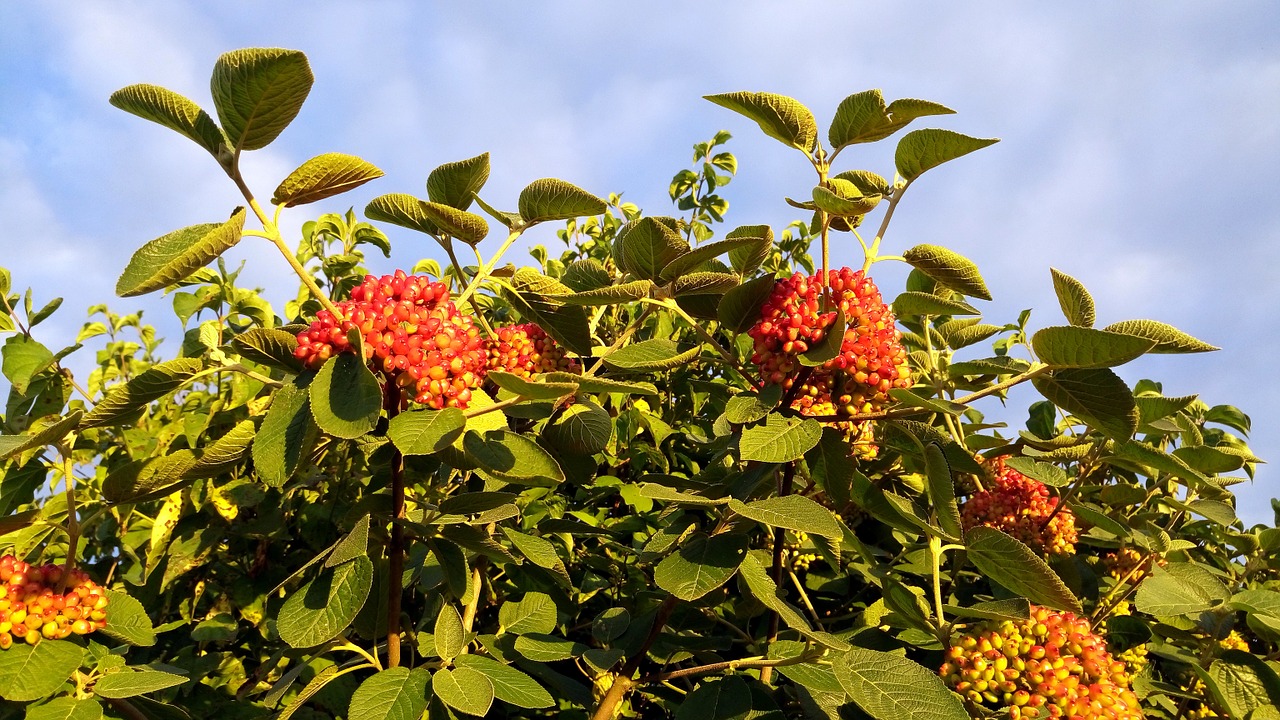 shrub berries leaves free photo