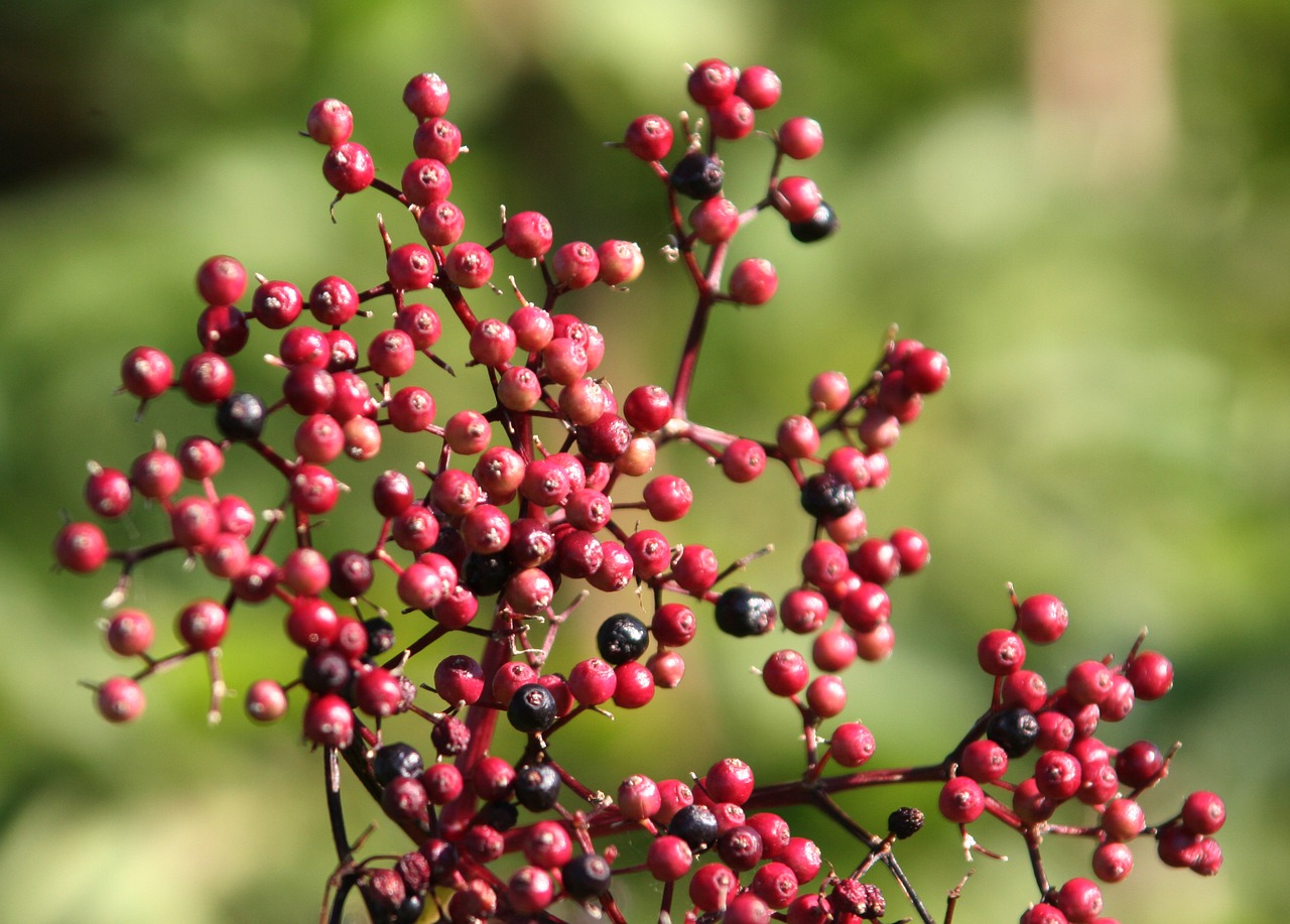 shrub bowls nature free photo