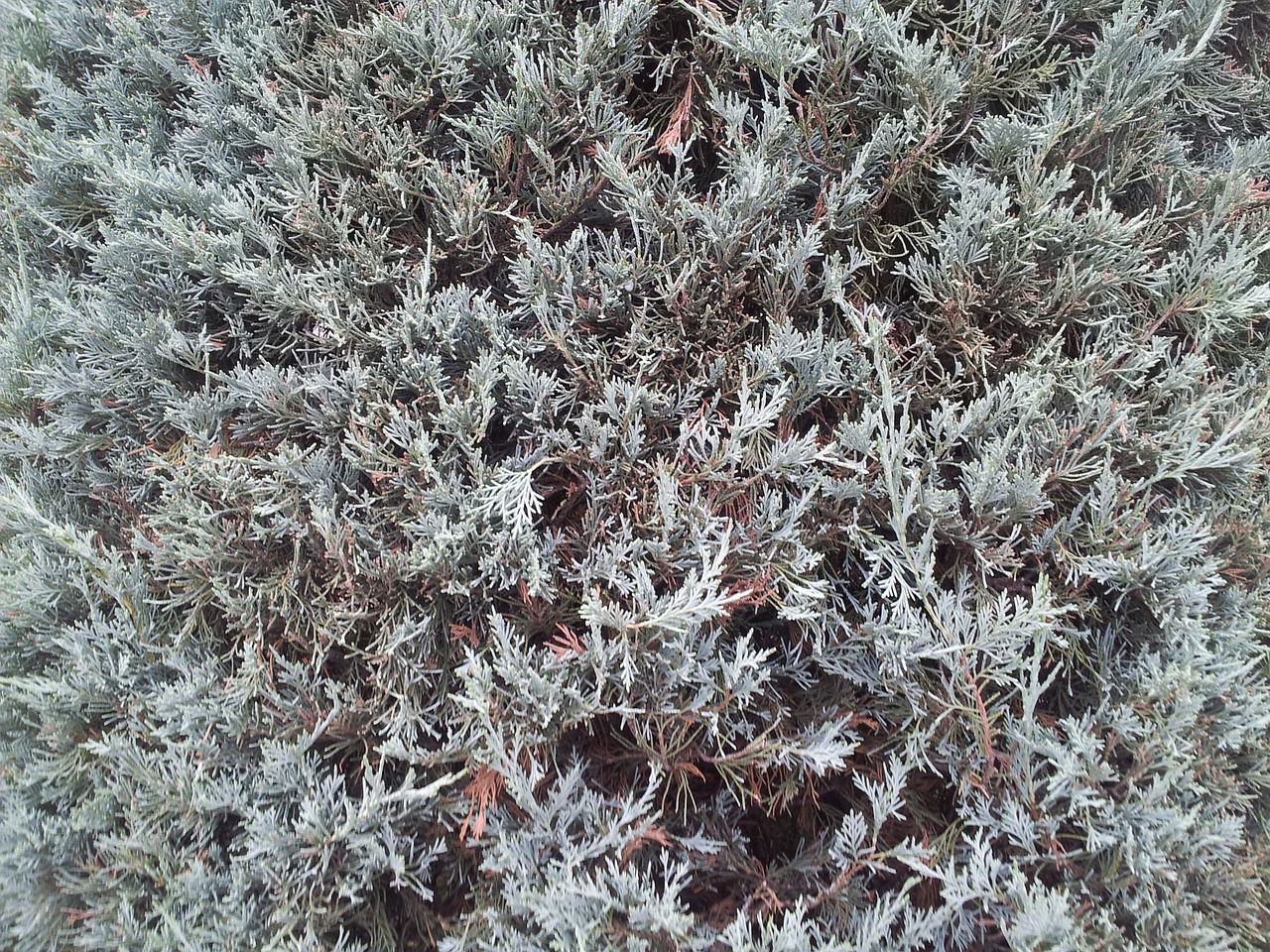 shrub moss plant free photo
