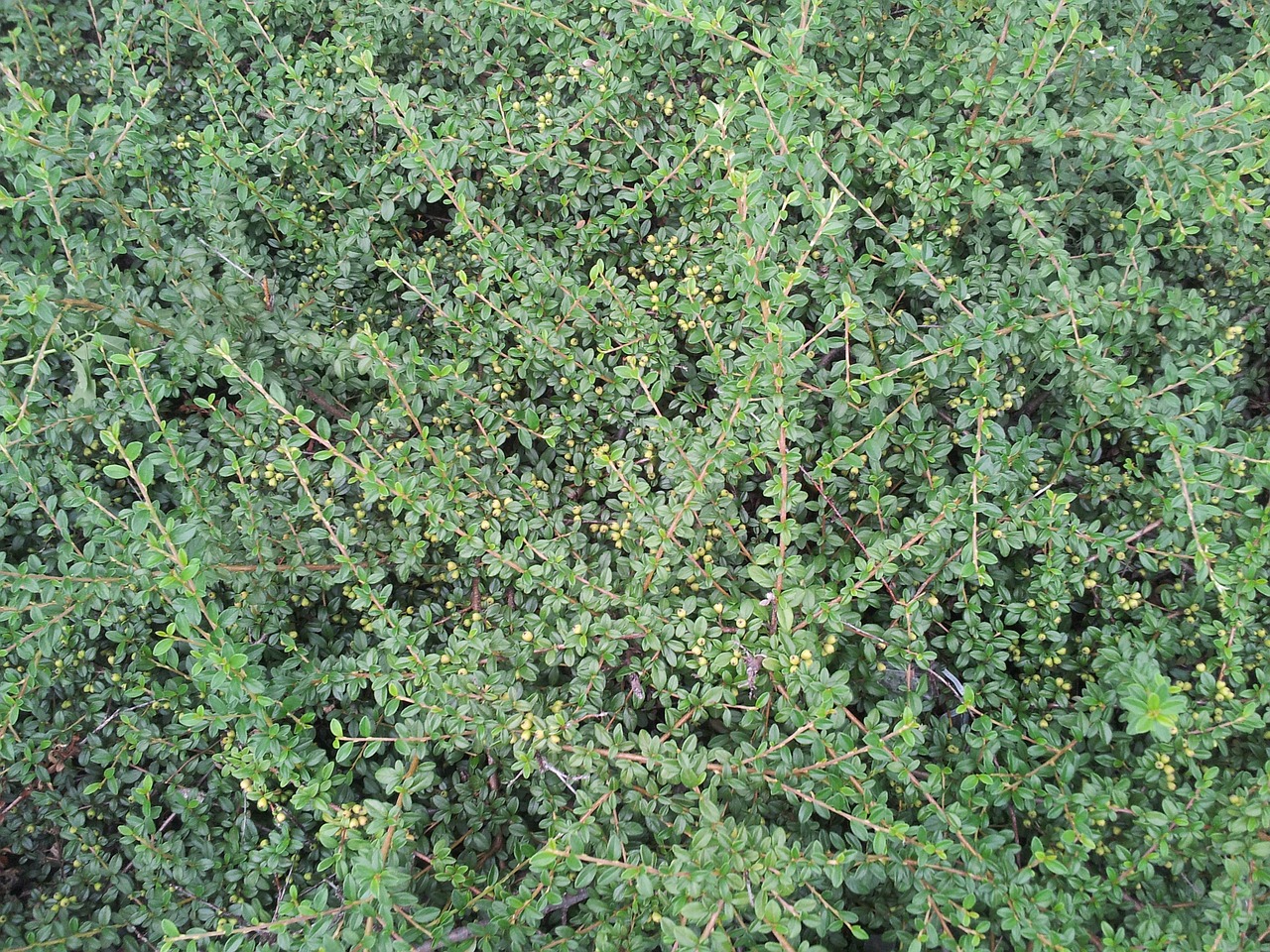 shrub moss plant free photo