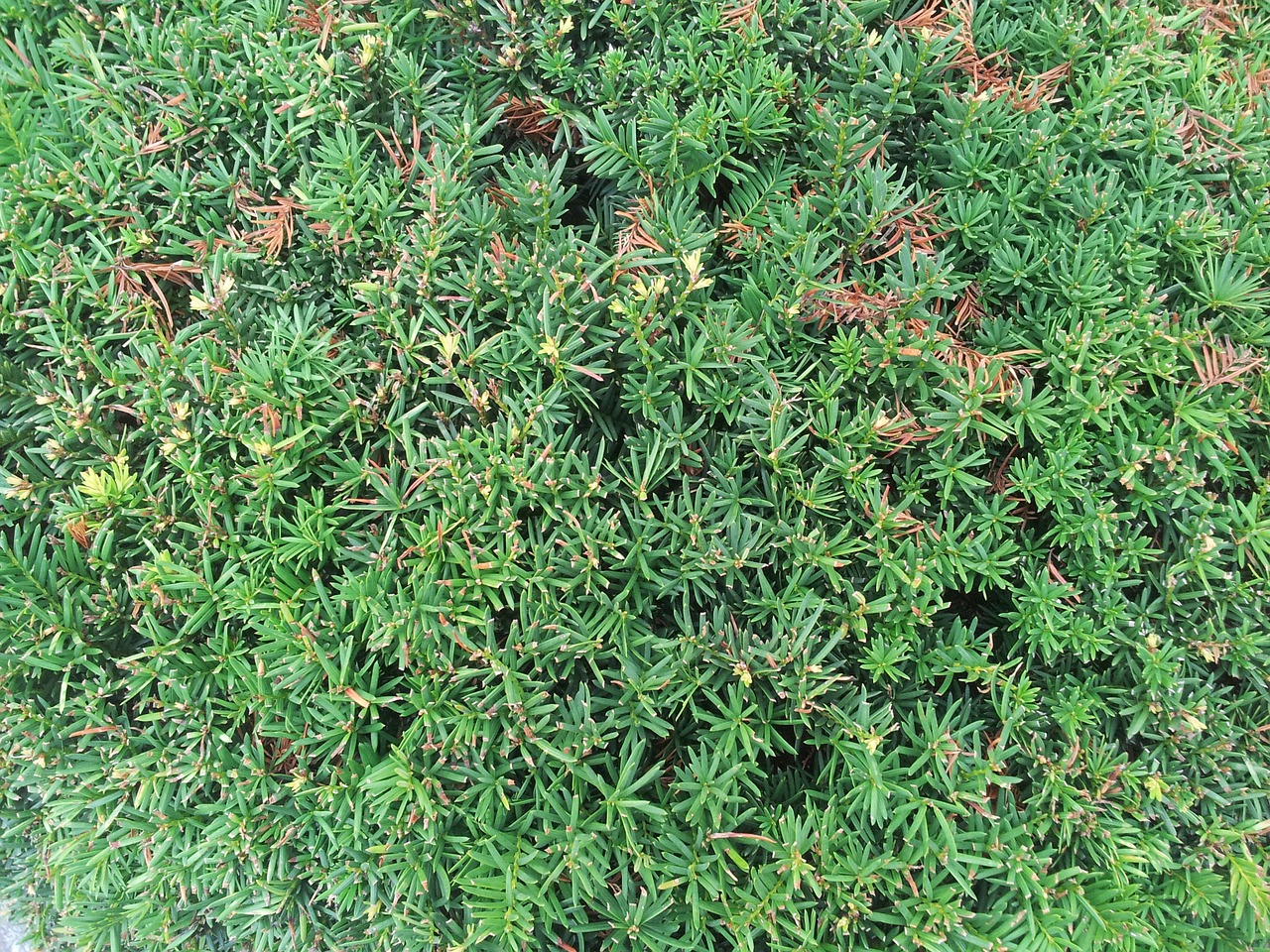 shrub moss green free photo