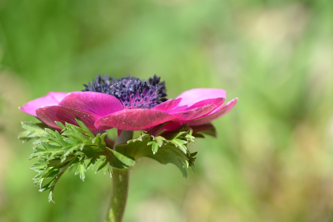 shrub perennials greenhouse flower free photo