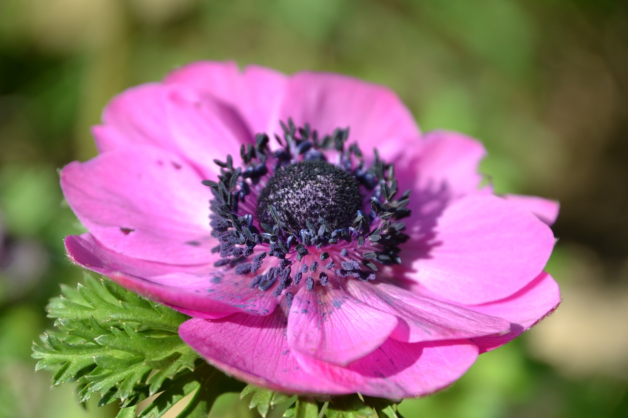 shrub perennials greenhouse flower free photo