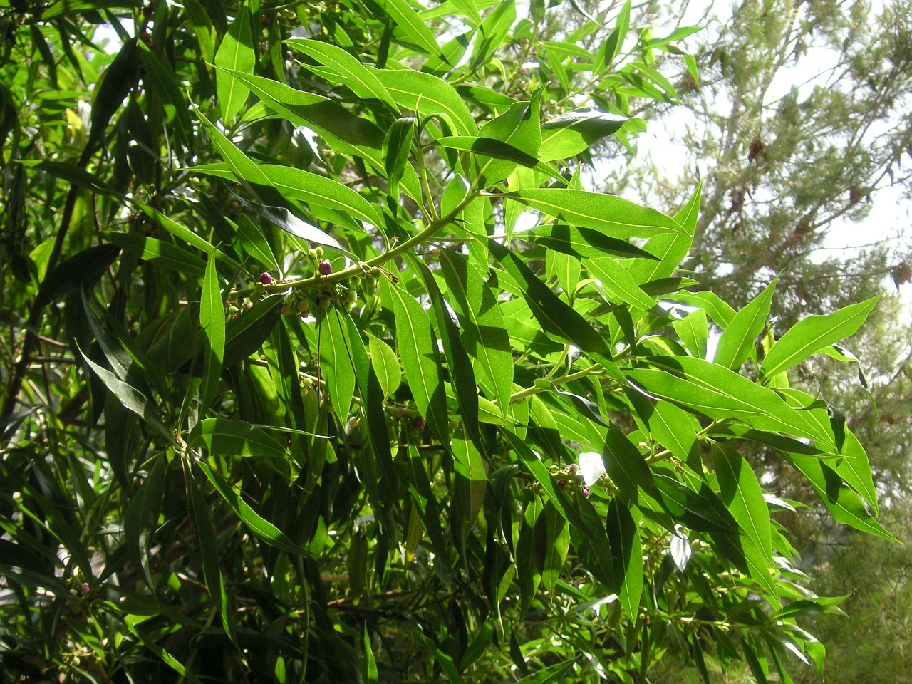 shrub greenery leaves free photo