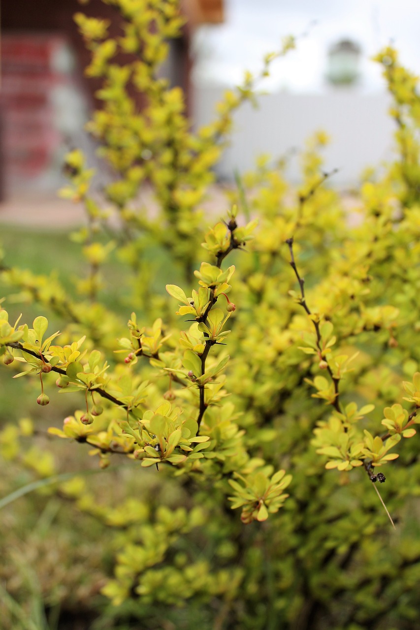 shrub barberry yellow free photo