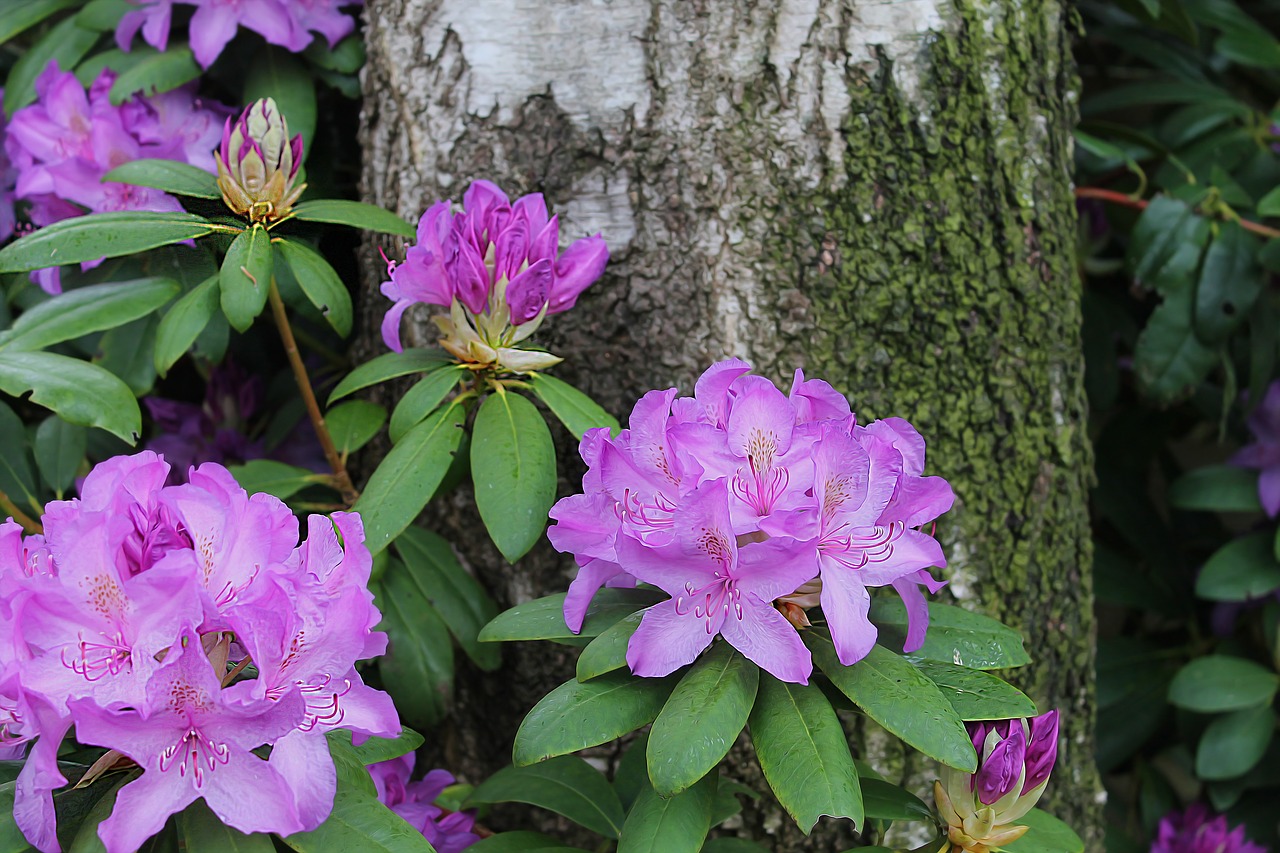 shrub flower rhododendron free photo