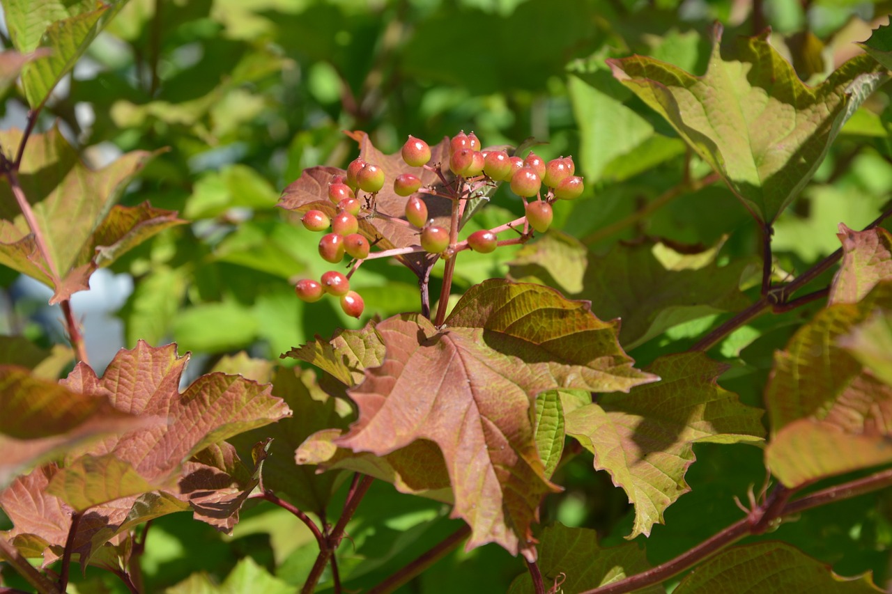 shrub foliage fruit free photo