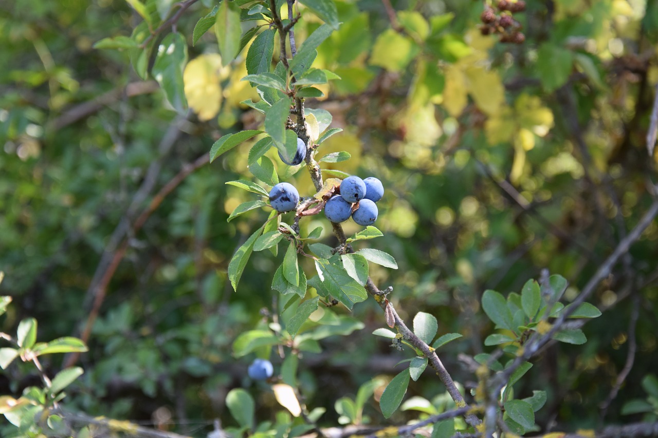 shrub soft fruits prunus spinosa free photo