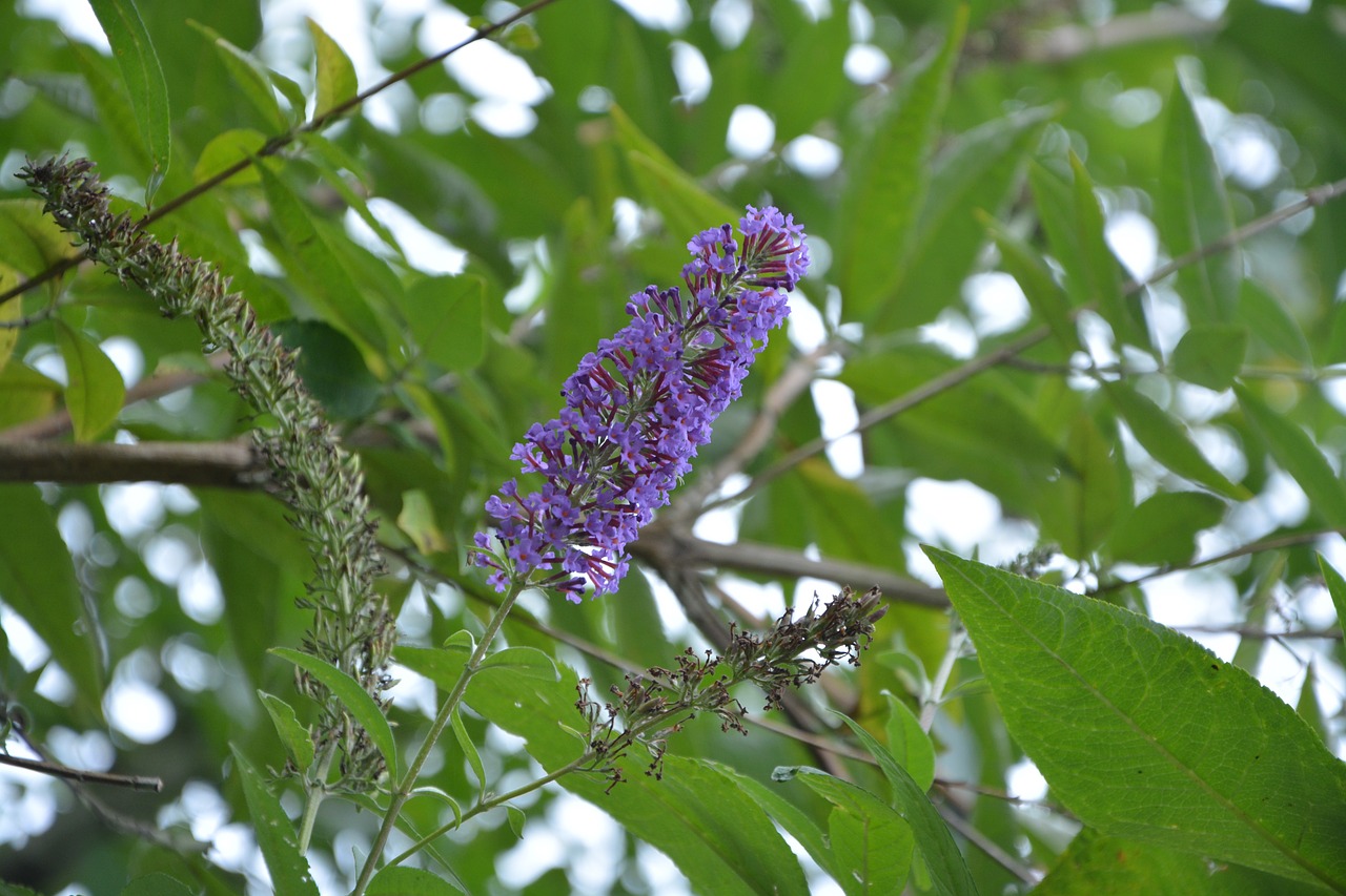 shrub buddleia tree butterfly free photo