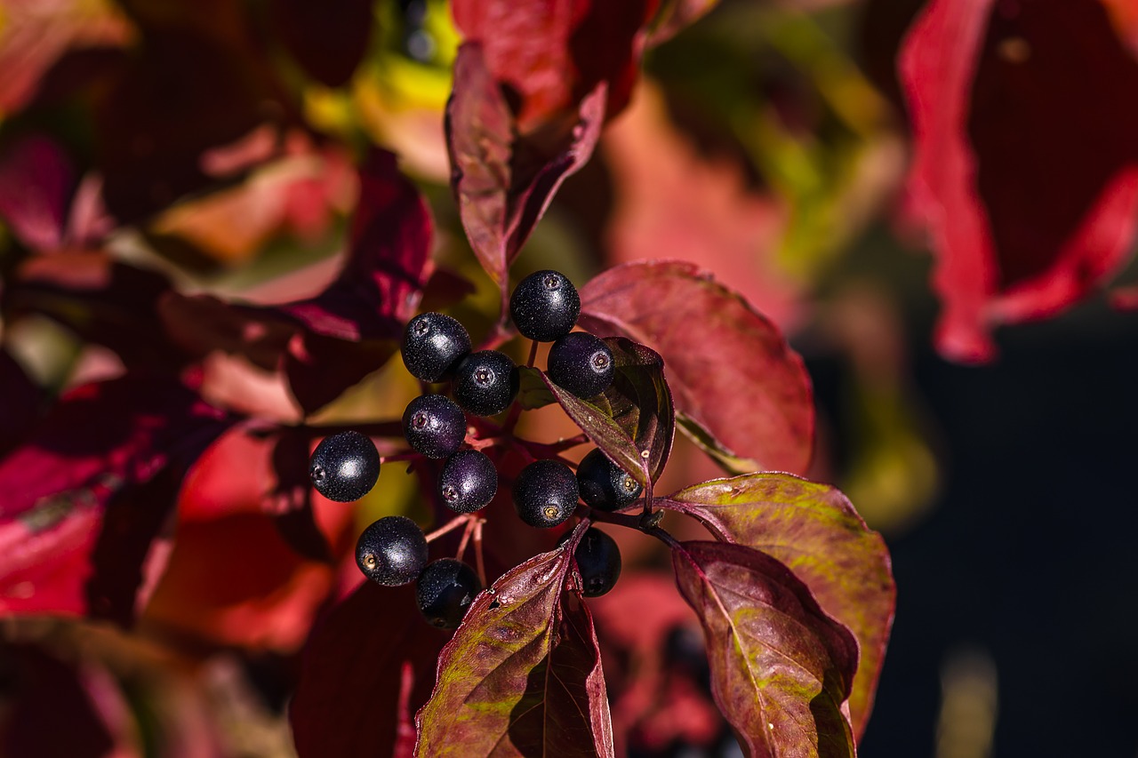 Куст с бордовыми листьями и черными ягодами