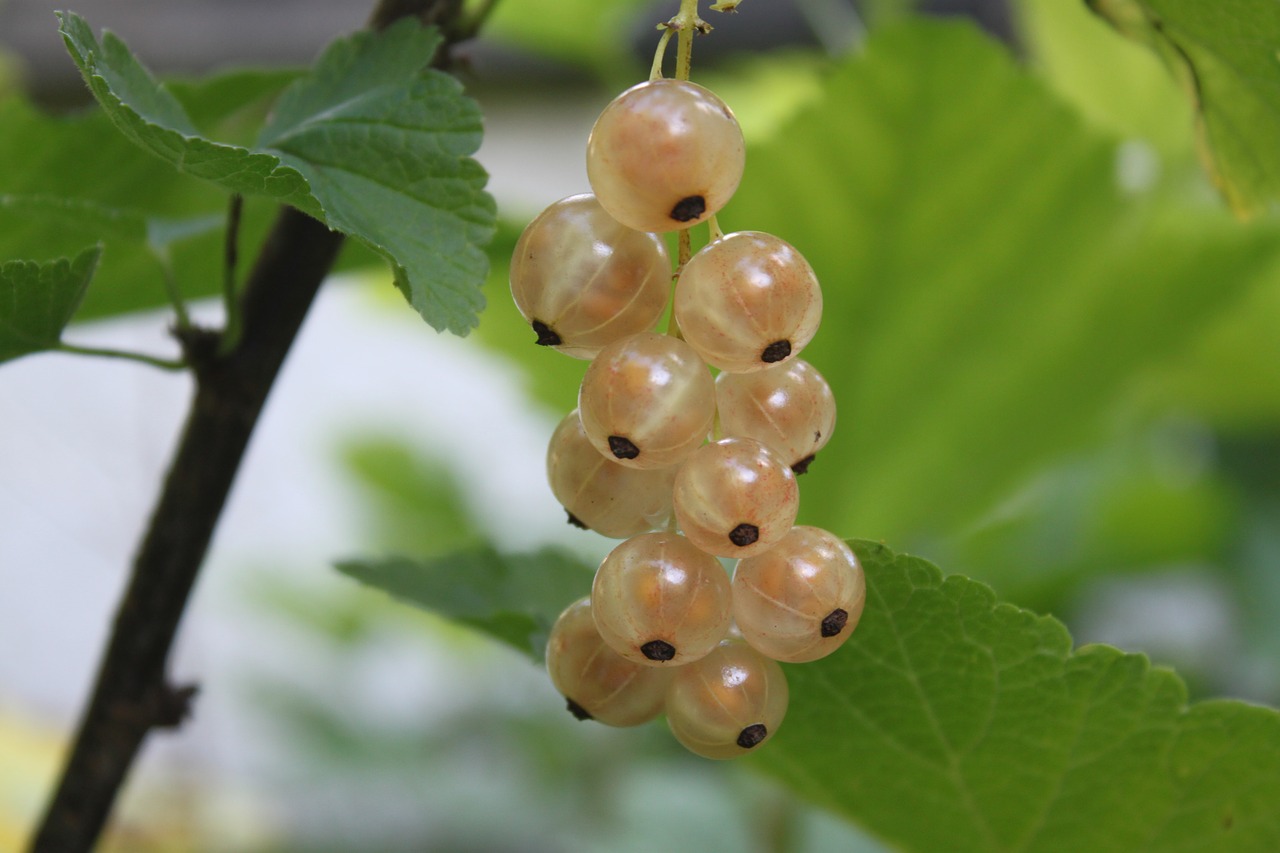 shrub fruit currants free photo