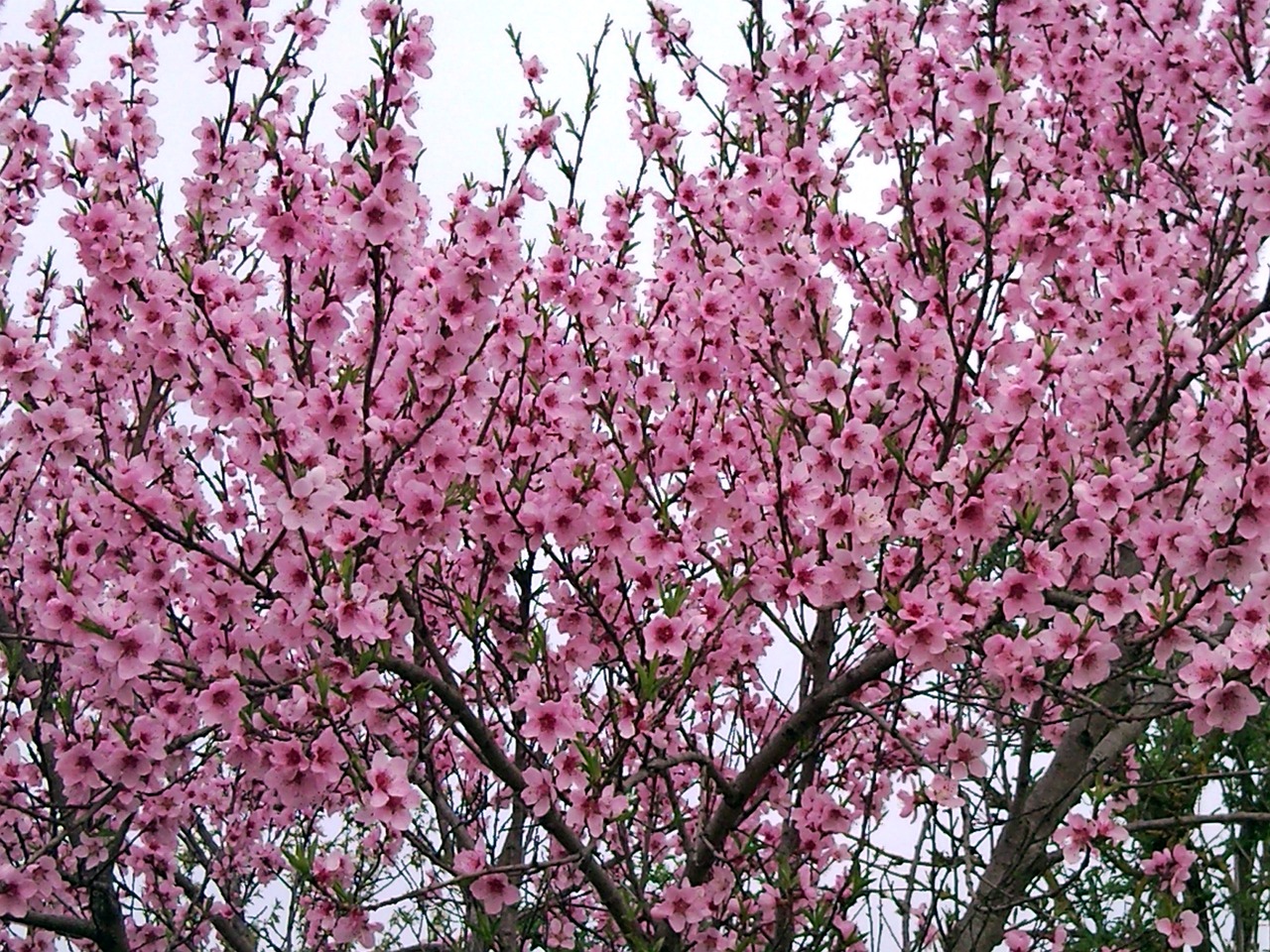 shrub pink leaves free photo