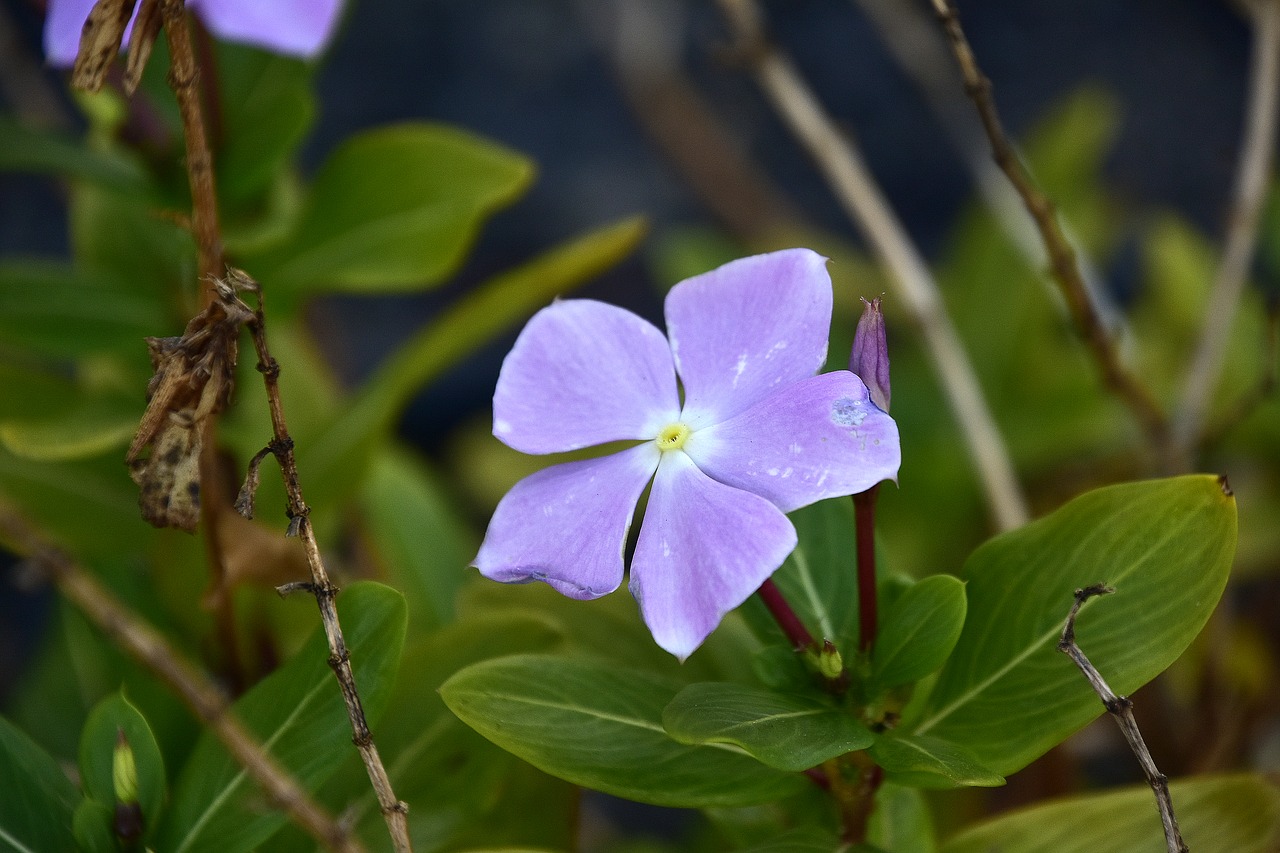 shrub  flower  plant free photo