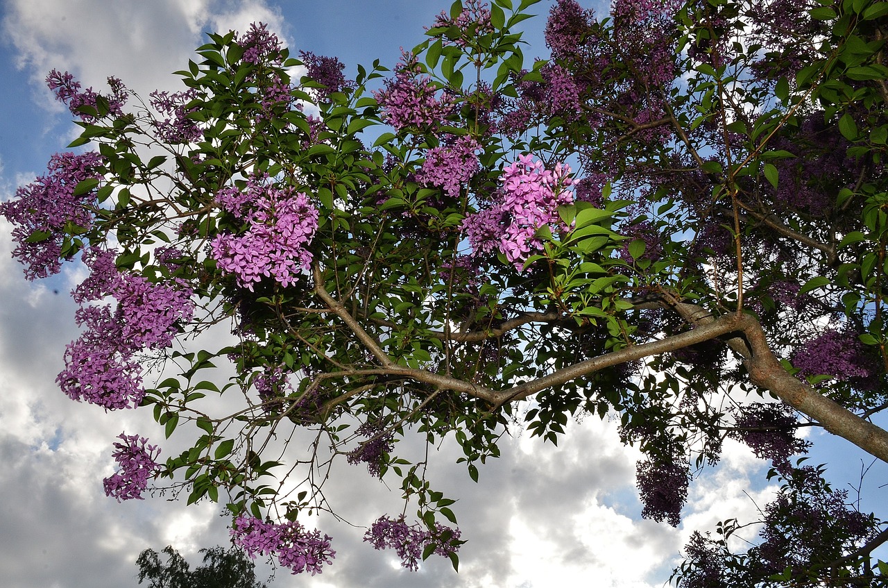 shrub lilac bloom free photo