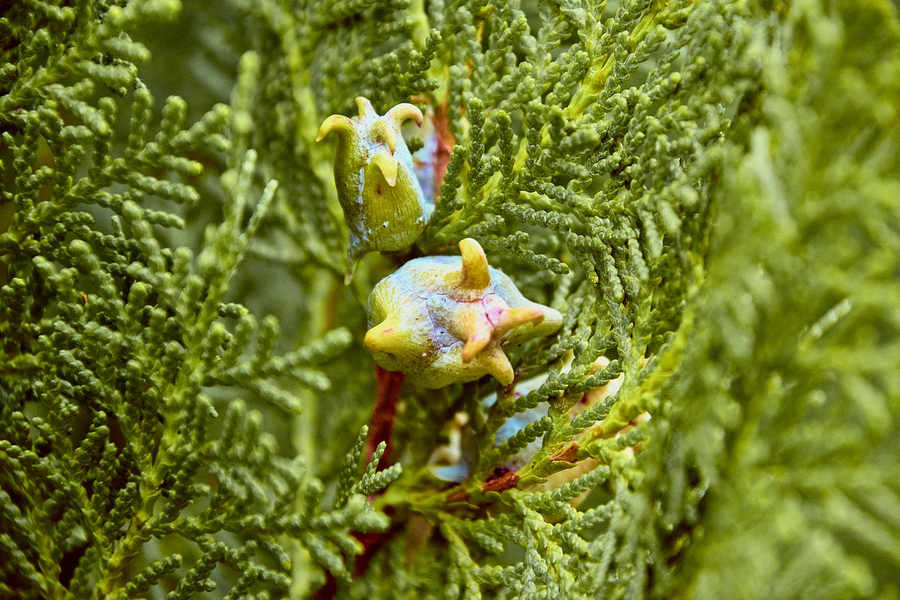 shrub  garden  outbreak free photo