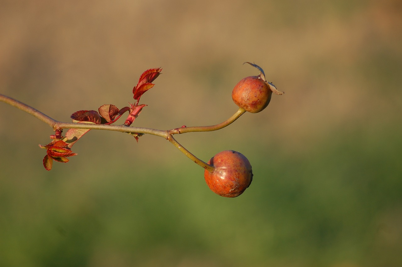 shrub  garden  thorns free photo