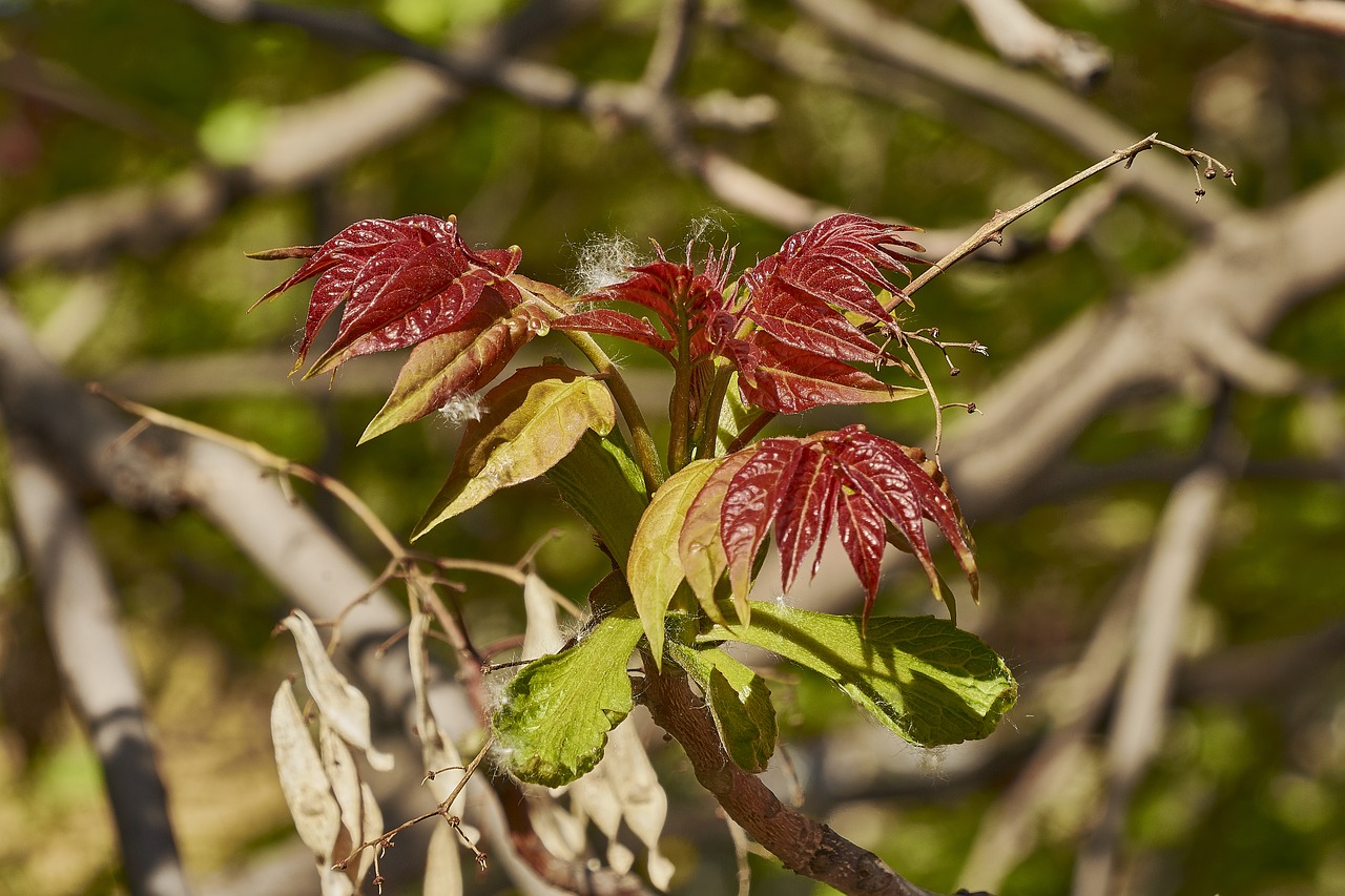 shrub  leaves  plant free photo