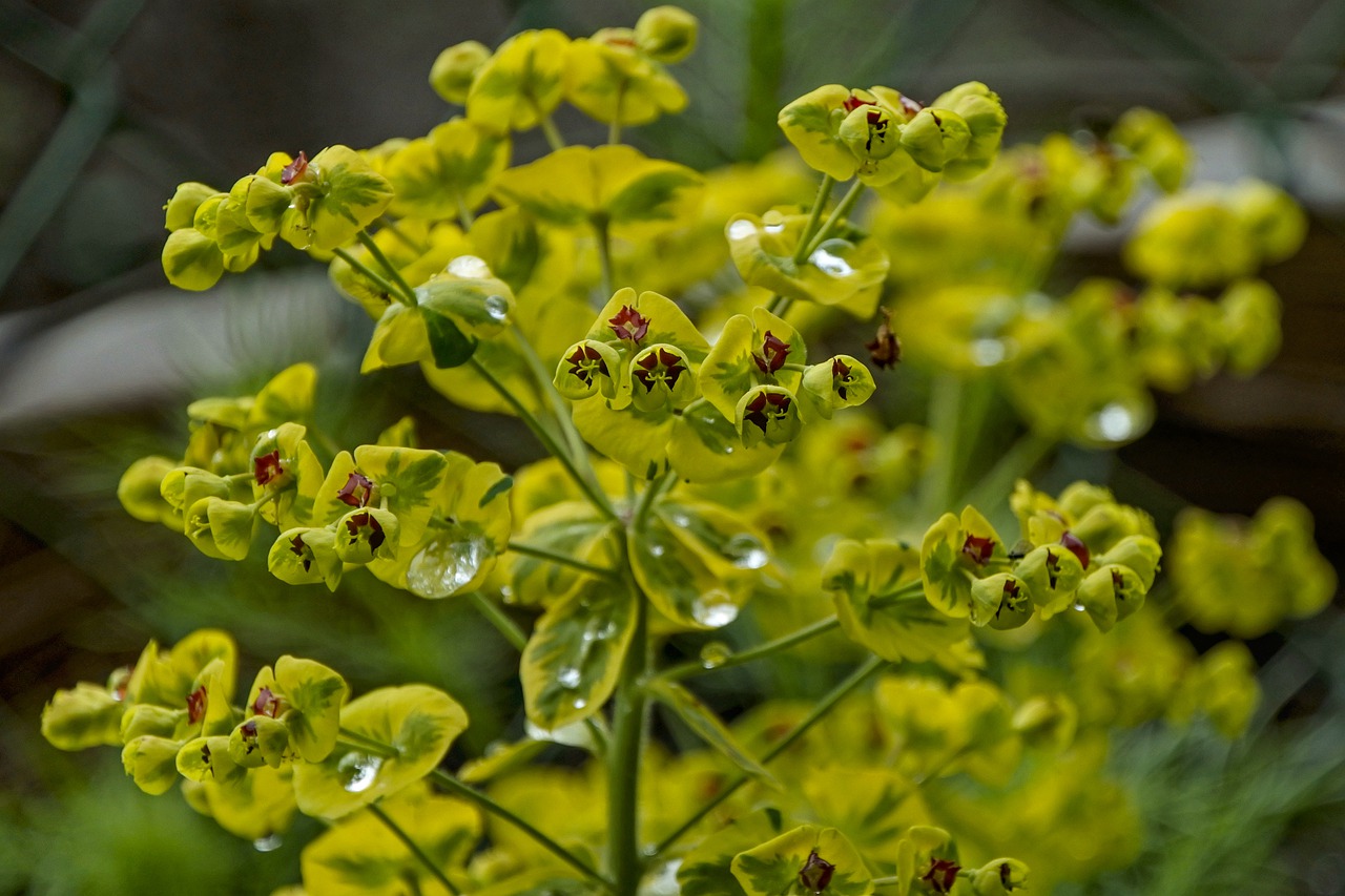 shrub  yellow  garden free photo