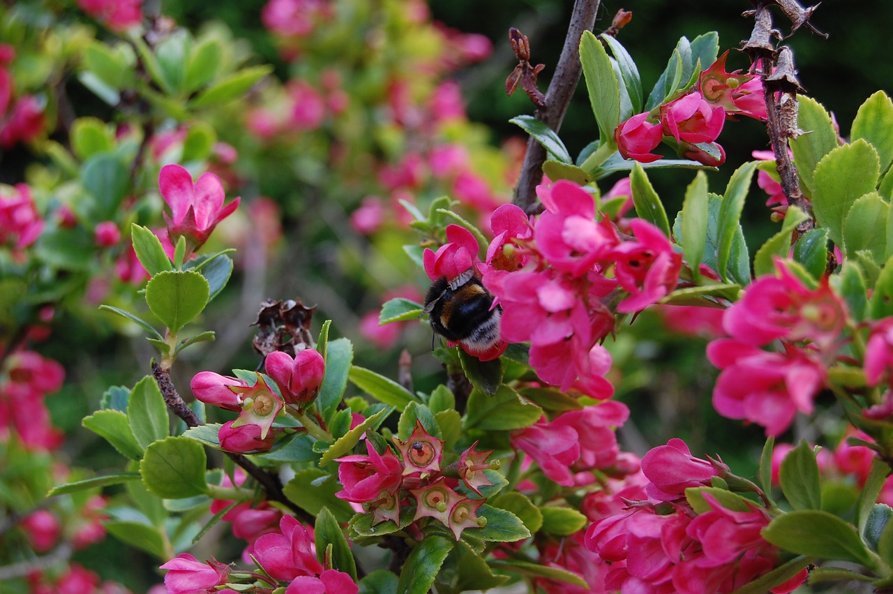 shrub  flowers  roses free photo