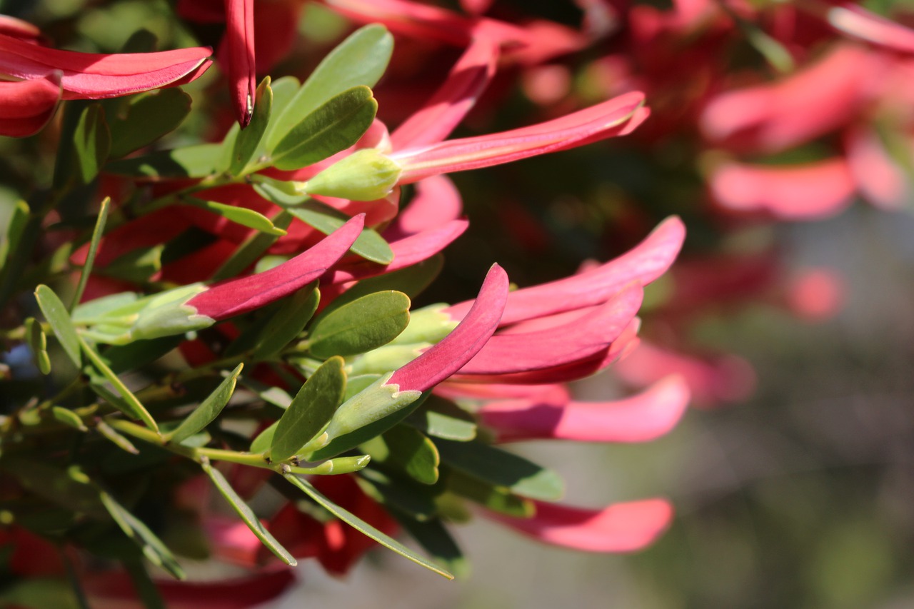 shrub  flowering  buds free photo