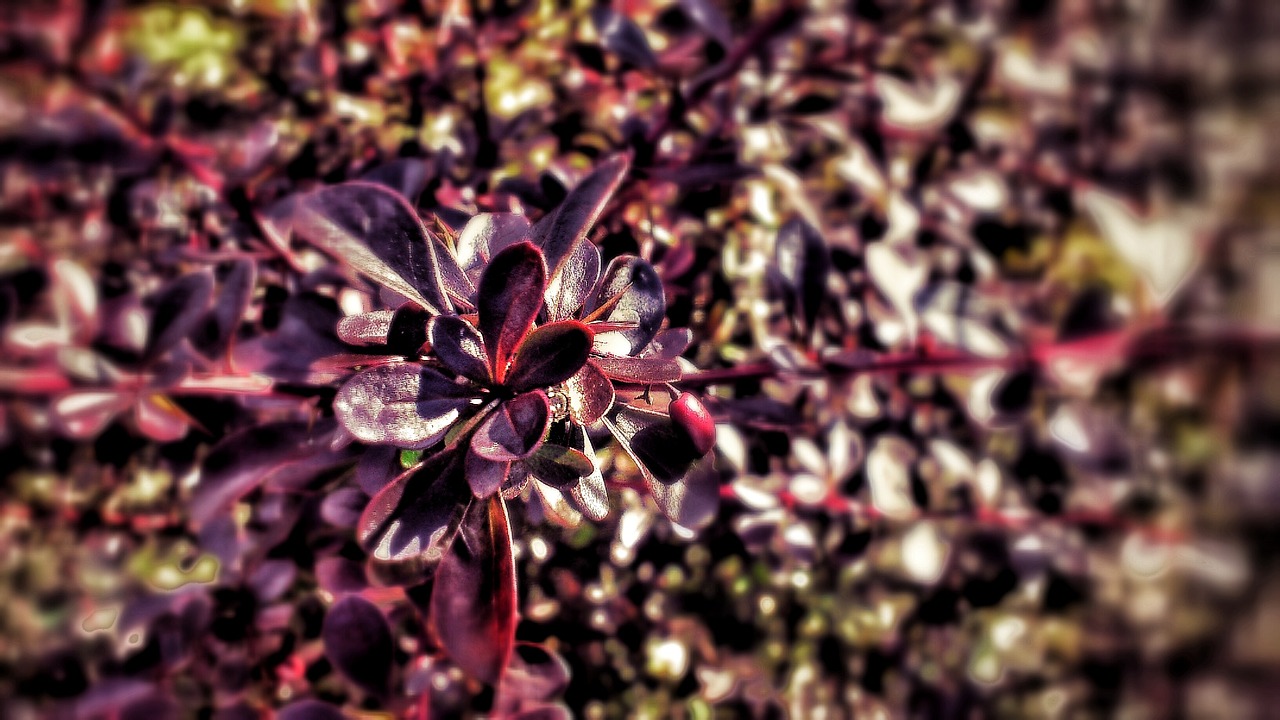 shrub red bush free photo