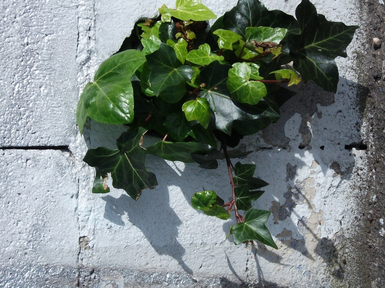 shrub wall vegetation free photo