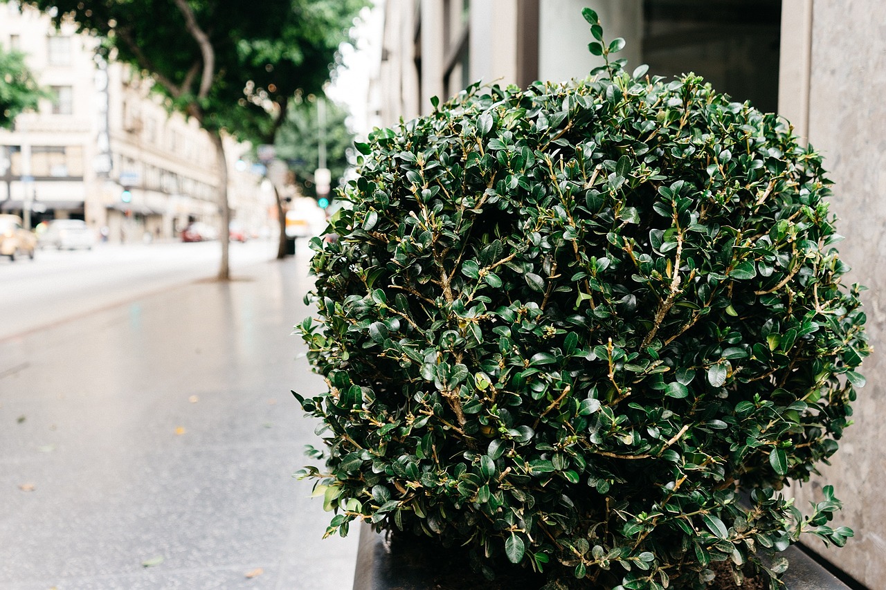 shrub sidewalk street free photo