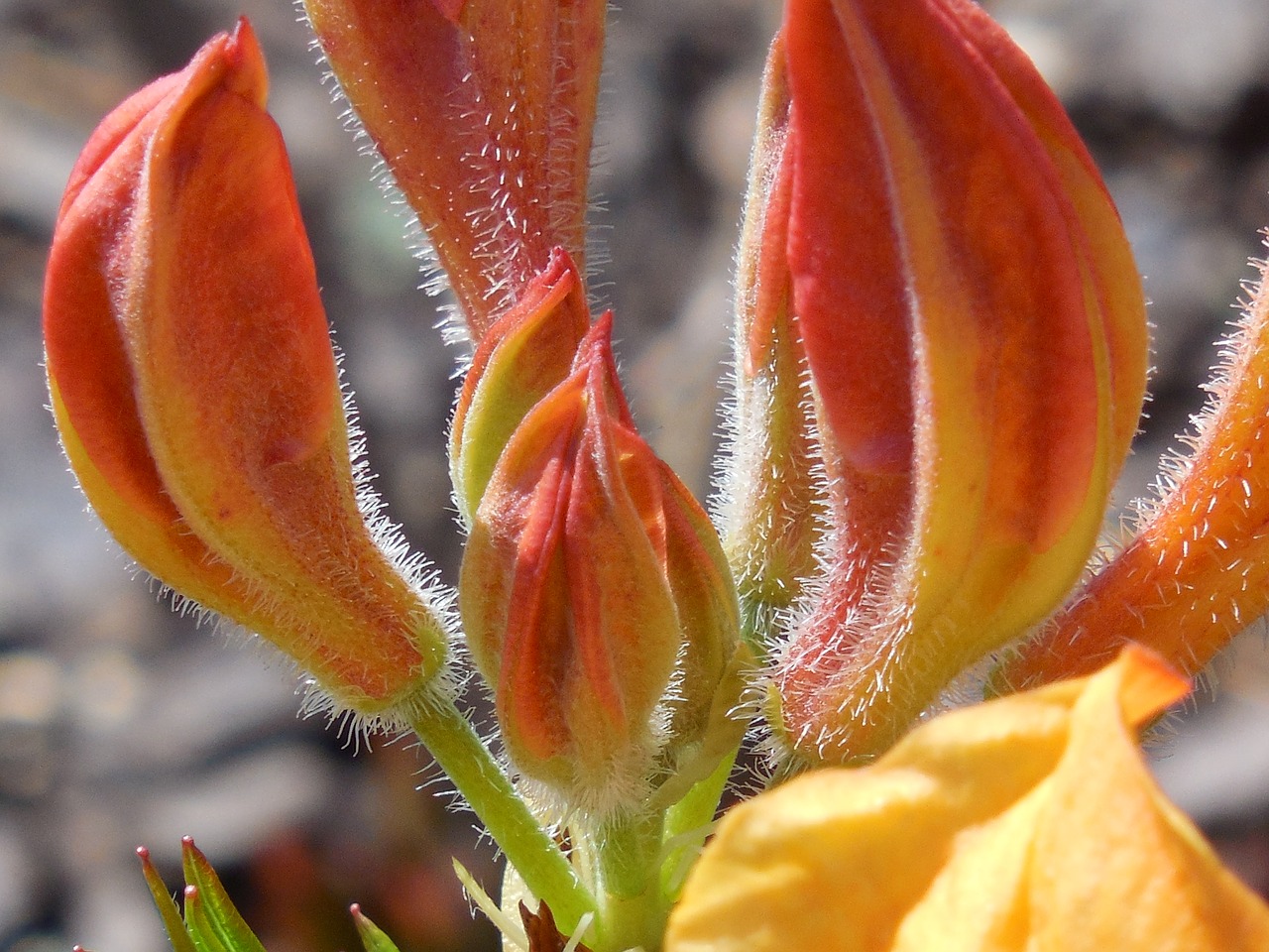 shrub azalea nature free photo