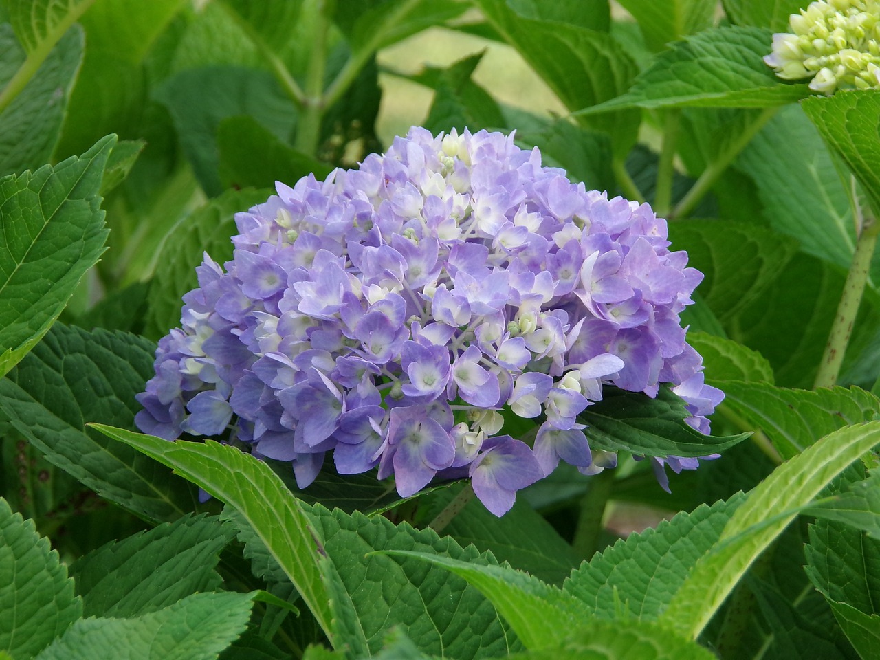 shrub hydrangea plant free photo