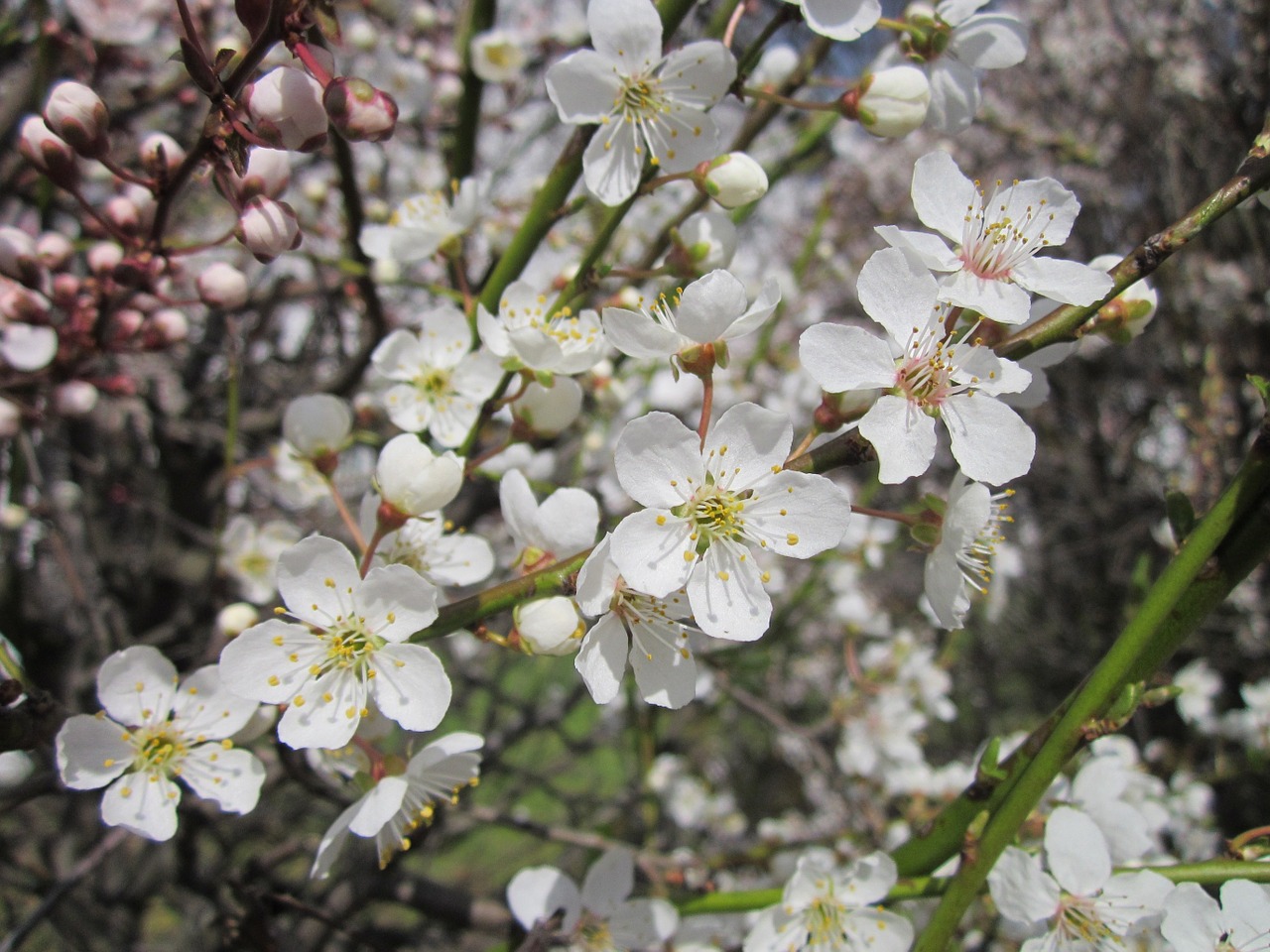 shrub blooming blossoms free photo