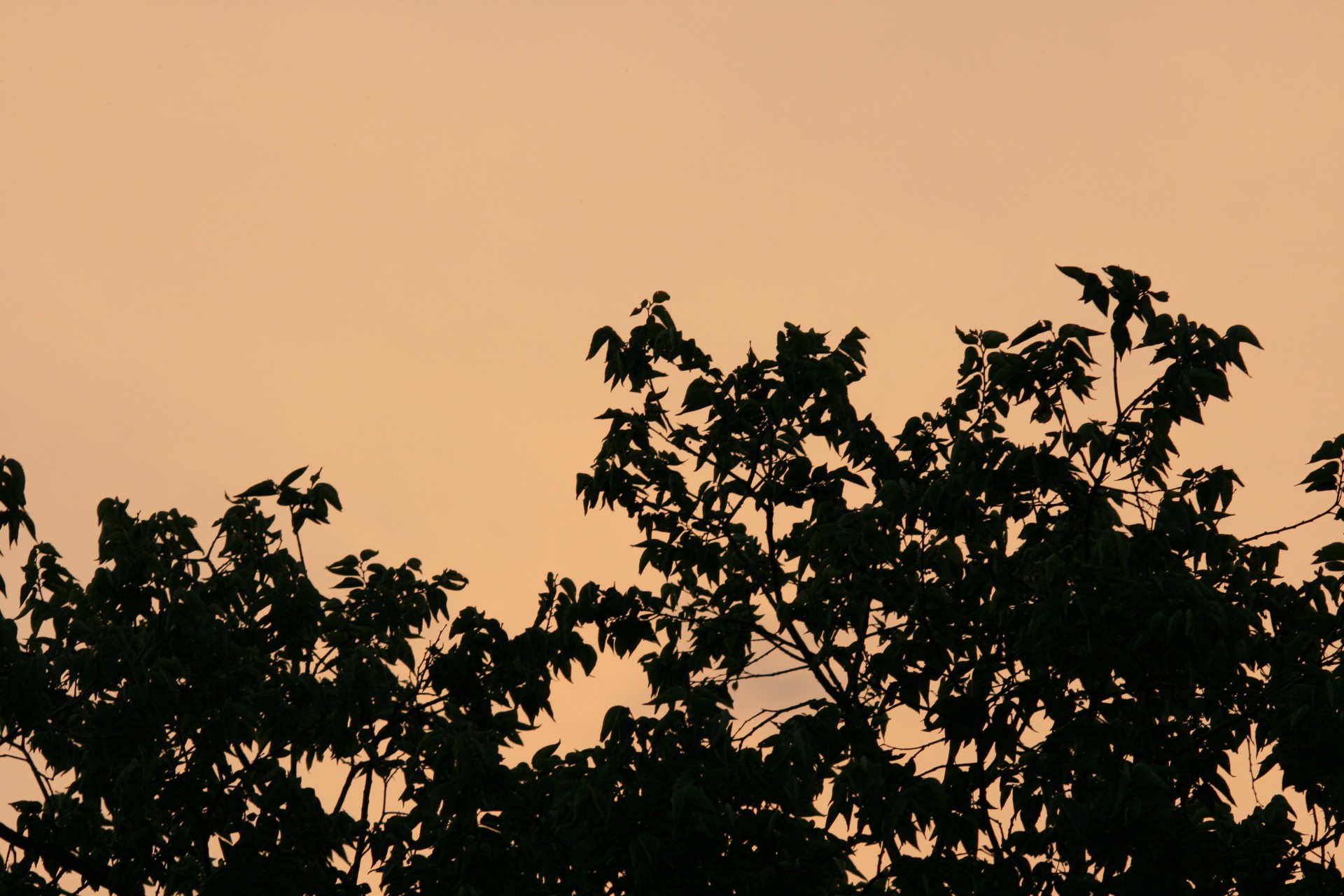 shrub foliage silhouette free photo