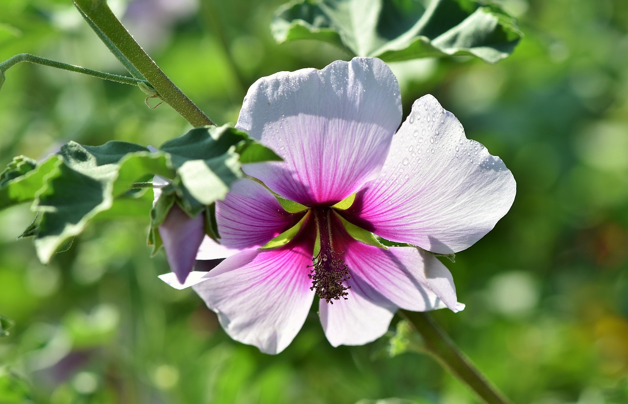 shrub poplar  shrub mallow  mallow free photo