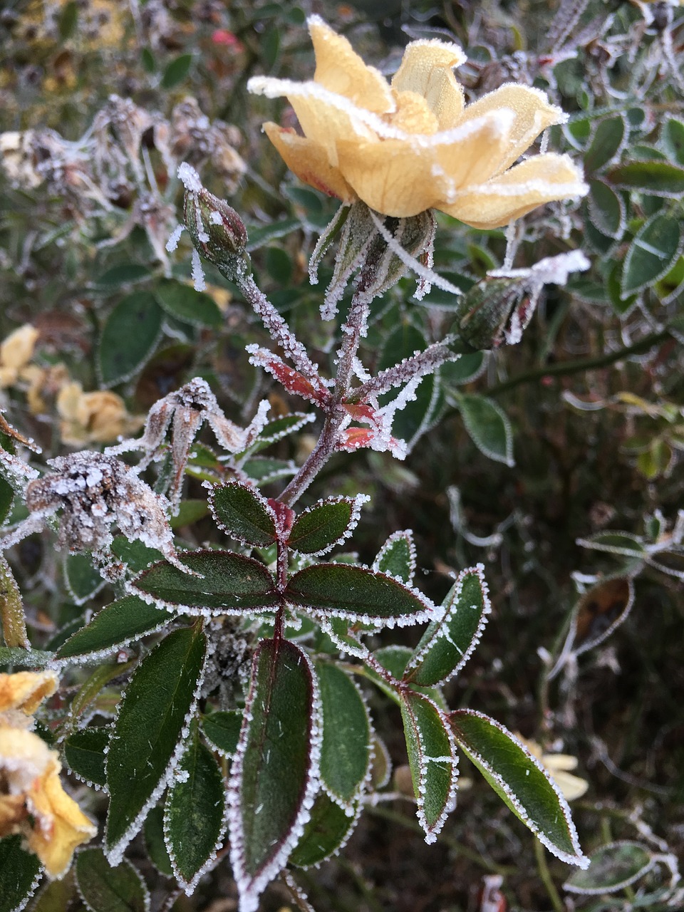 shrub rose frost november free photo