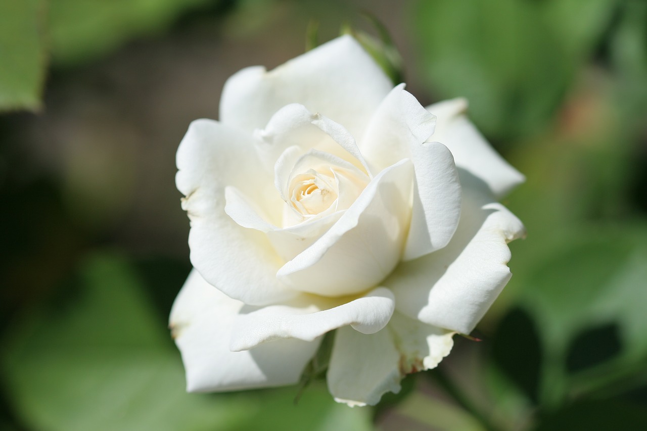 shrub rose rosa 'paloma blanca white free photo