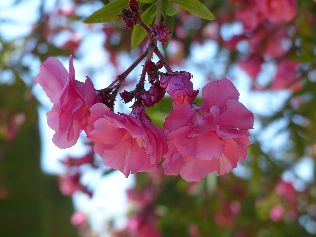 shrub rose pink blossom free photo