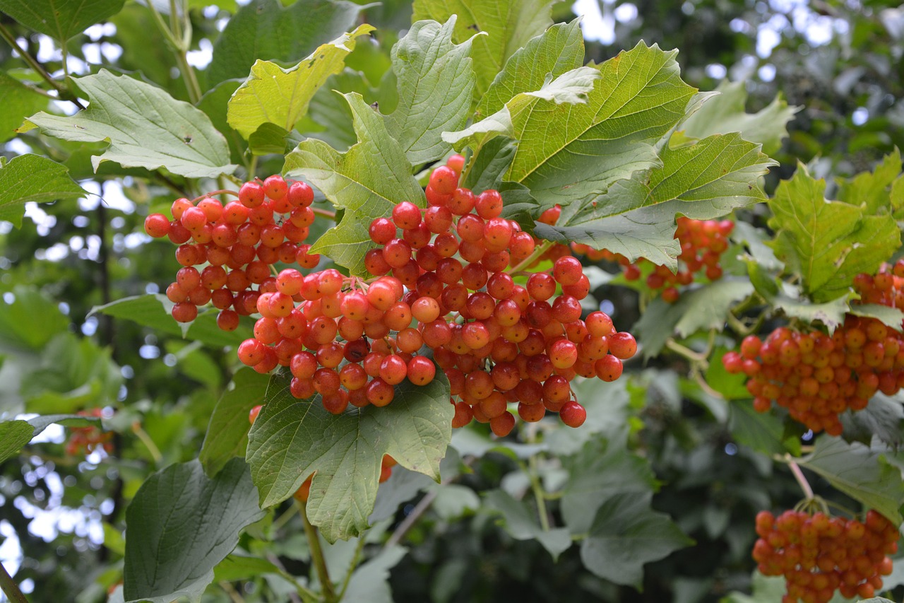 shrubs birds berries decorative free photo