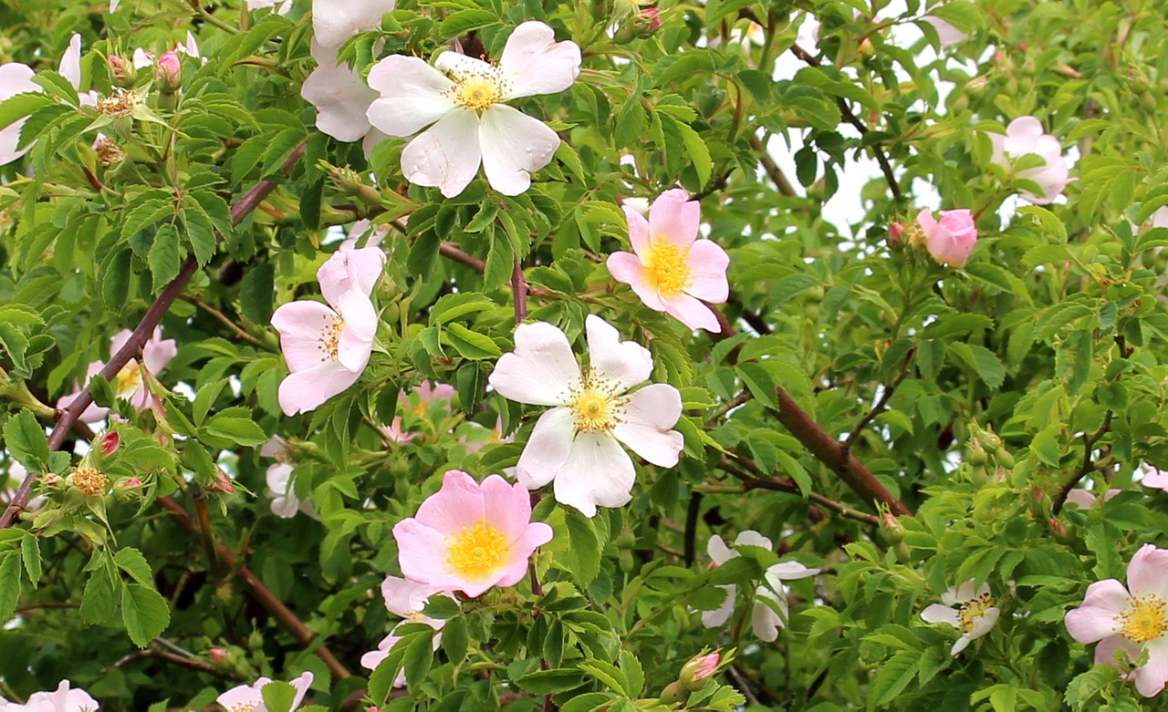 Download free photo of Shrubs,wild rose,wild rosebush,flowers,beautiful ...