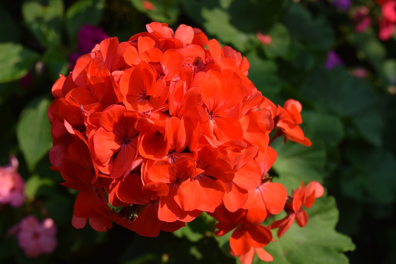 shrubs flowers red red flowers fresh flowers free photo