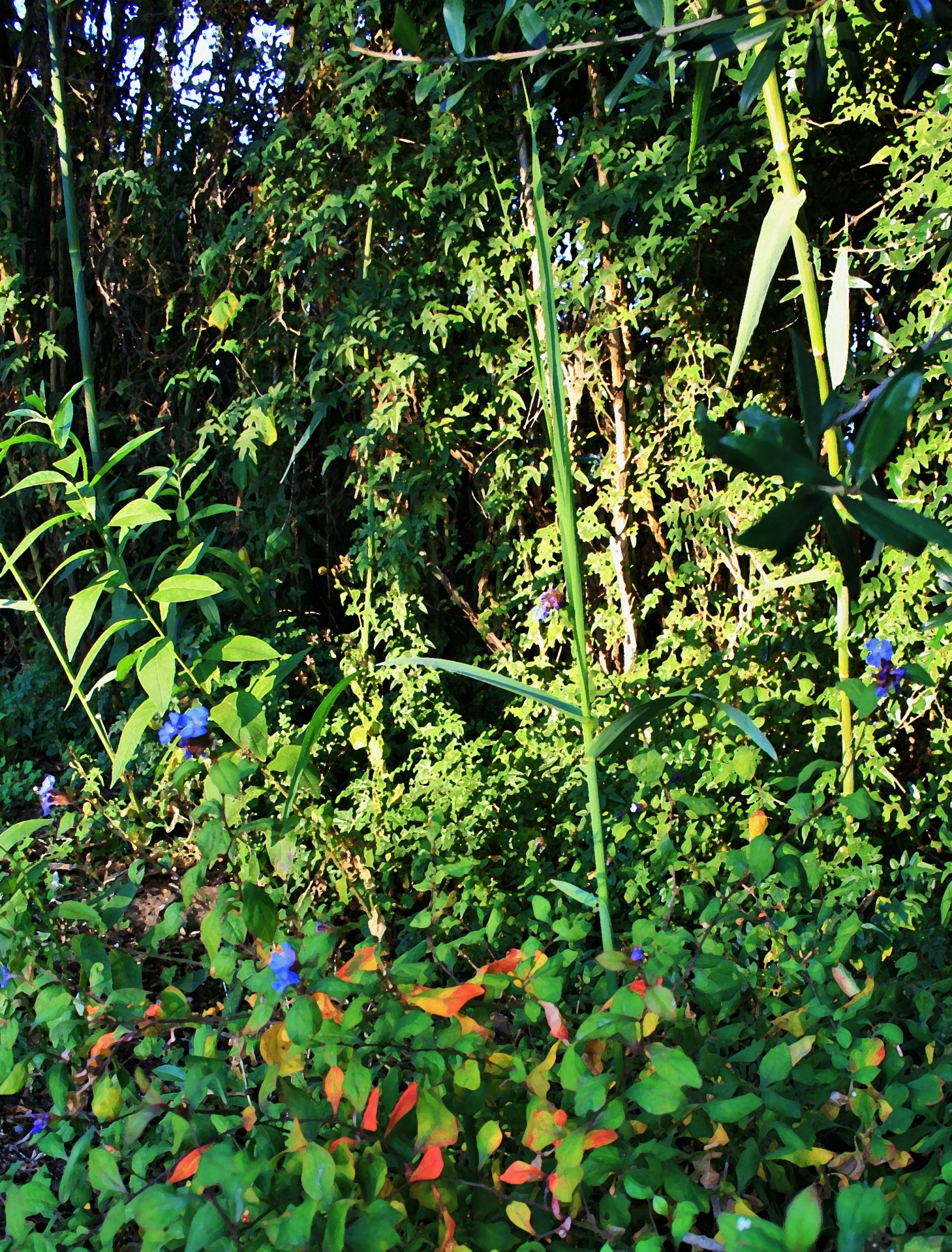 garden reeds growth free photo