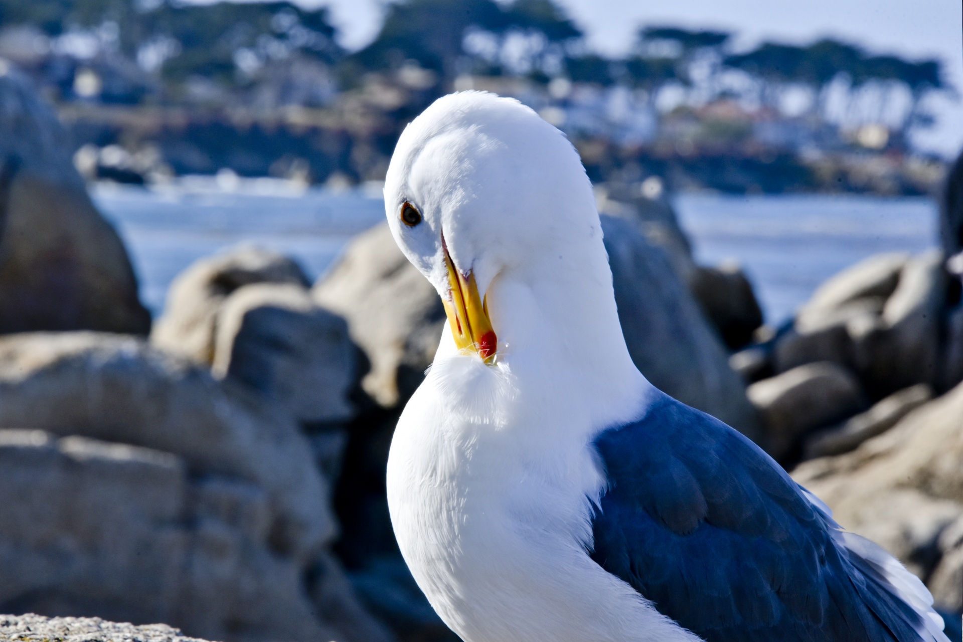 shy gull seagull free photo