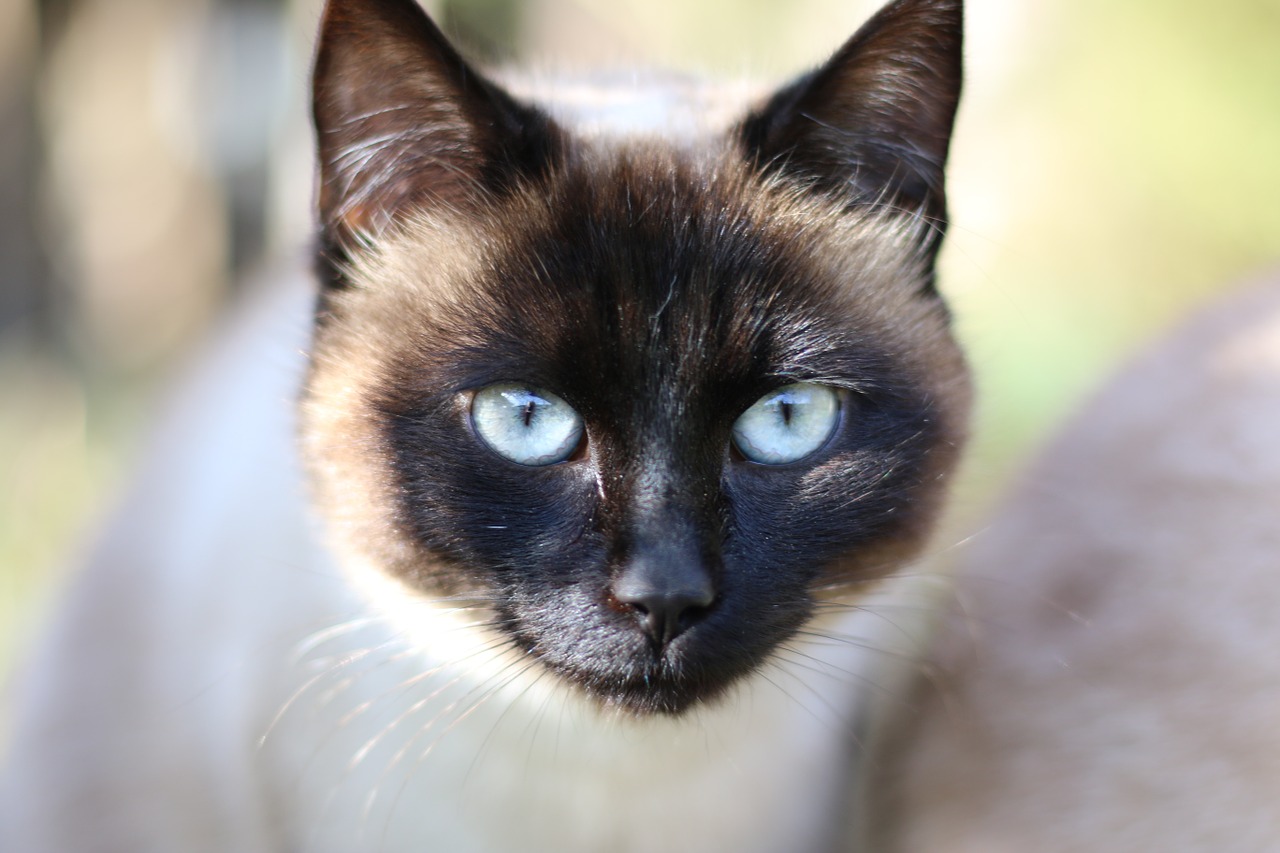 siamese cat cat head free photo