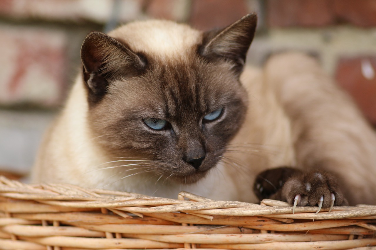 siamese cat cat head free photo