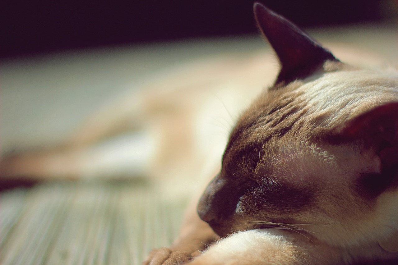 siamese  siamese cat  cat free photo