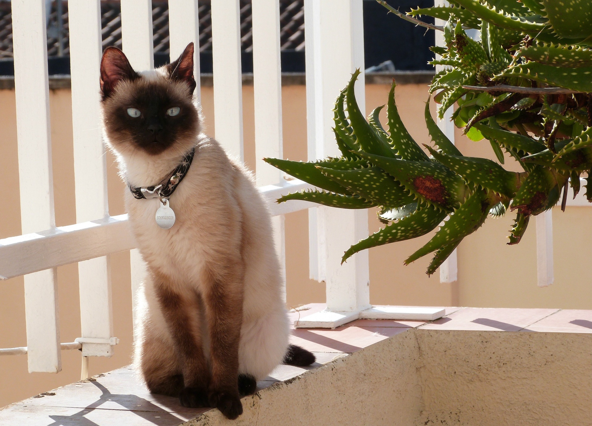 cat feline siamese free photo