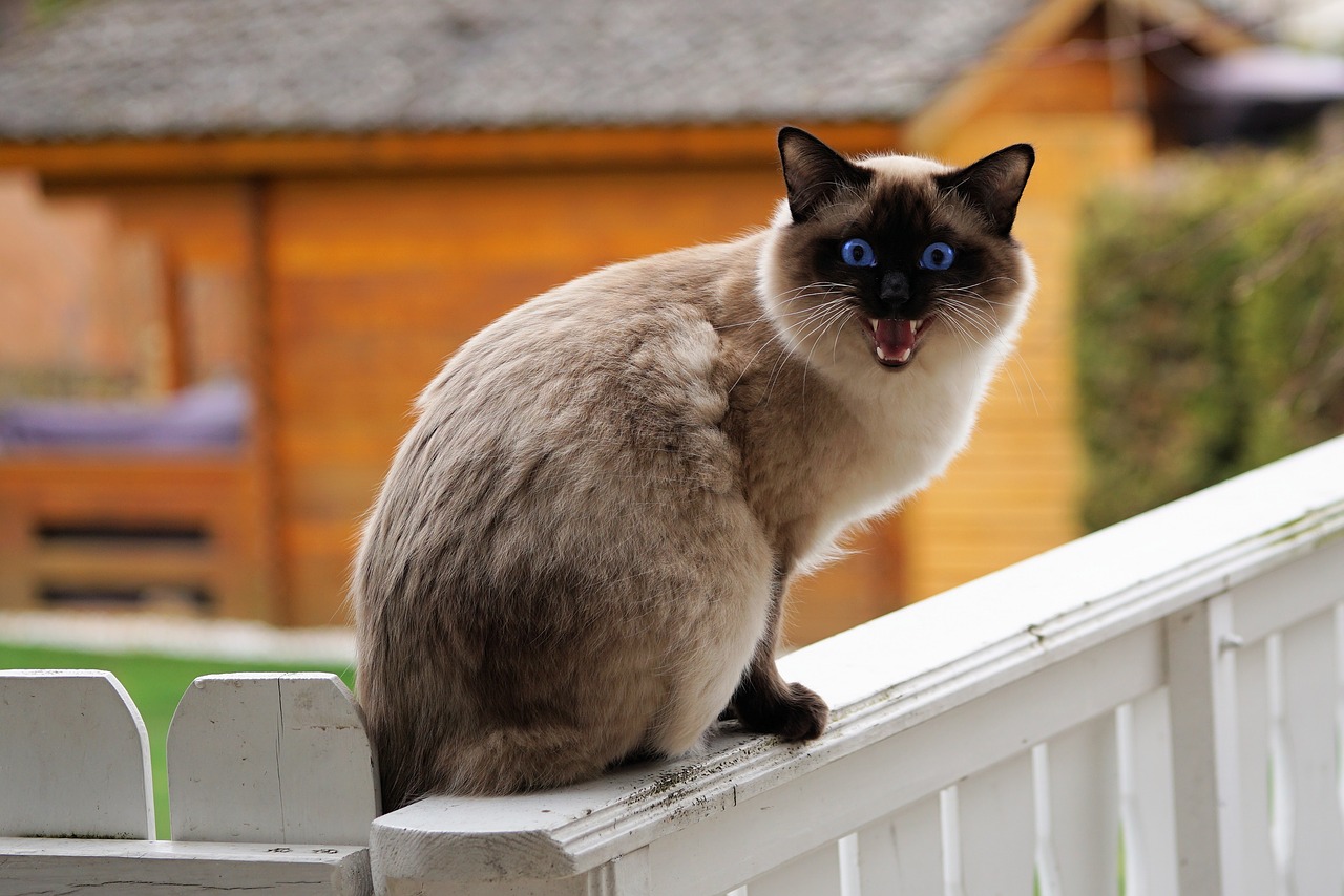 siamese cat siam cat's eyes free photo