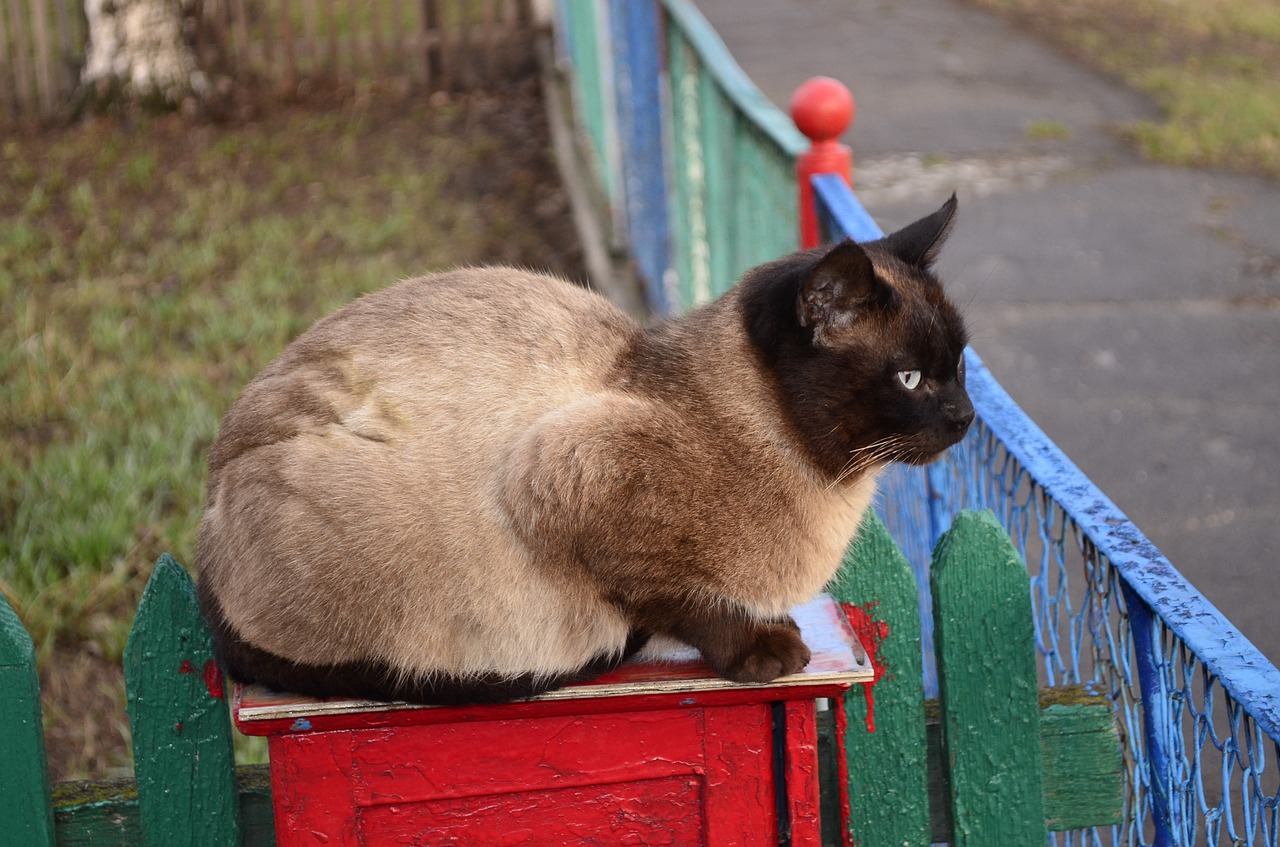 siamese cat cat animals free photo