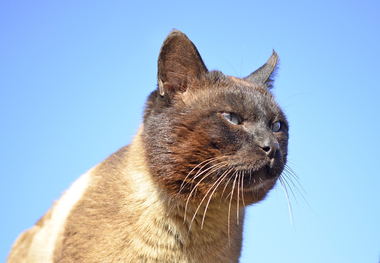 siamese cat the owner cat free photo