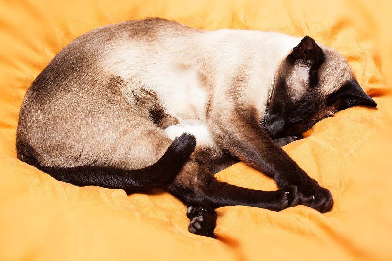 siamese cat thai siam cat free photo