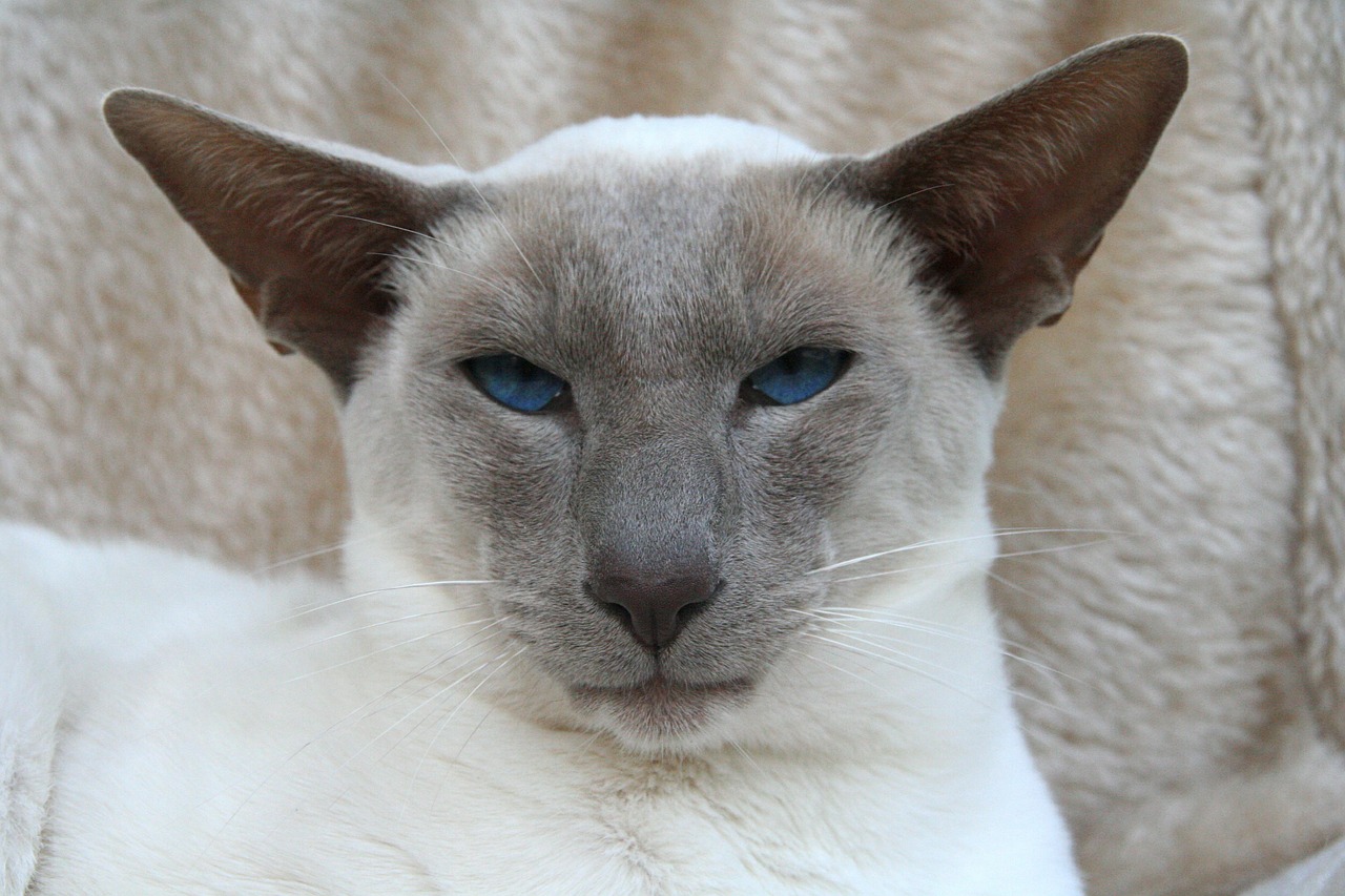 siamese cat cat blue eye free photo